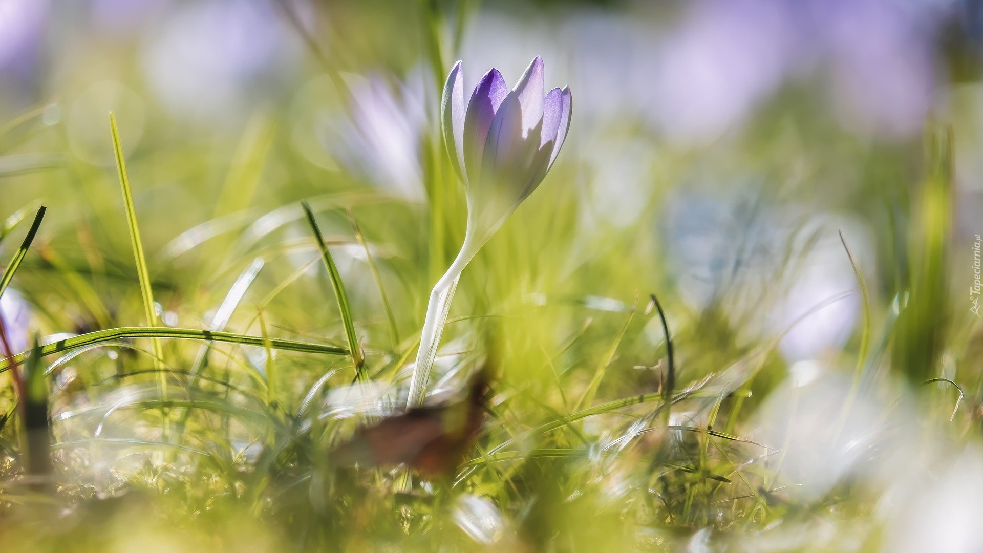 Liliowy, Krokus, Źdźbła, Trawy