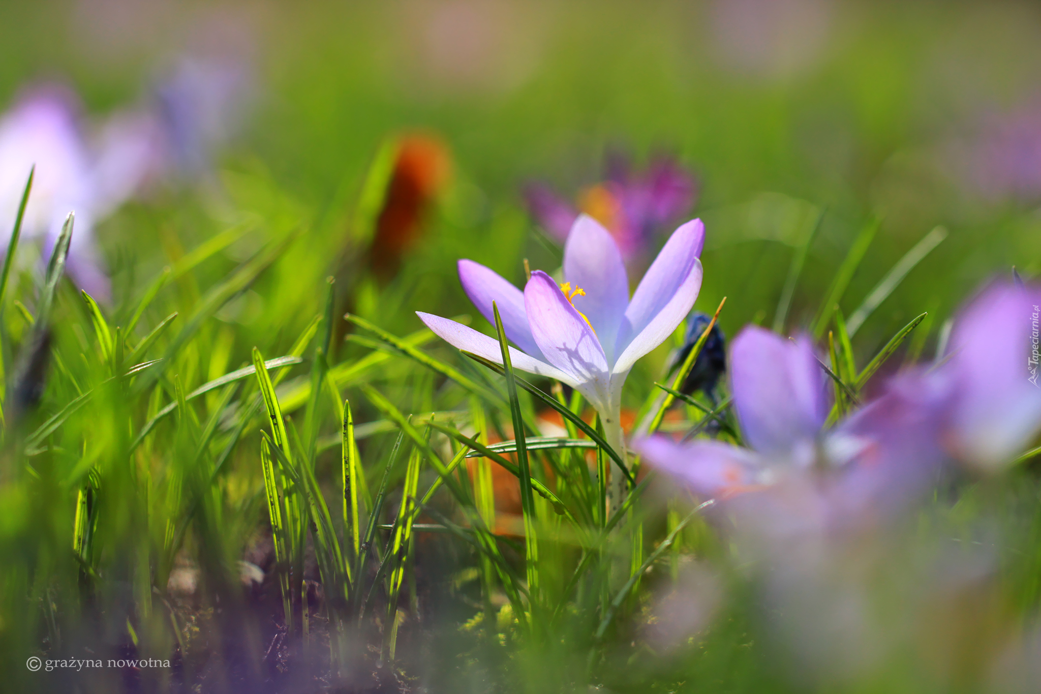 Liliowy, Krokus, Zbliżenie