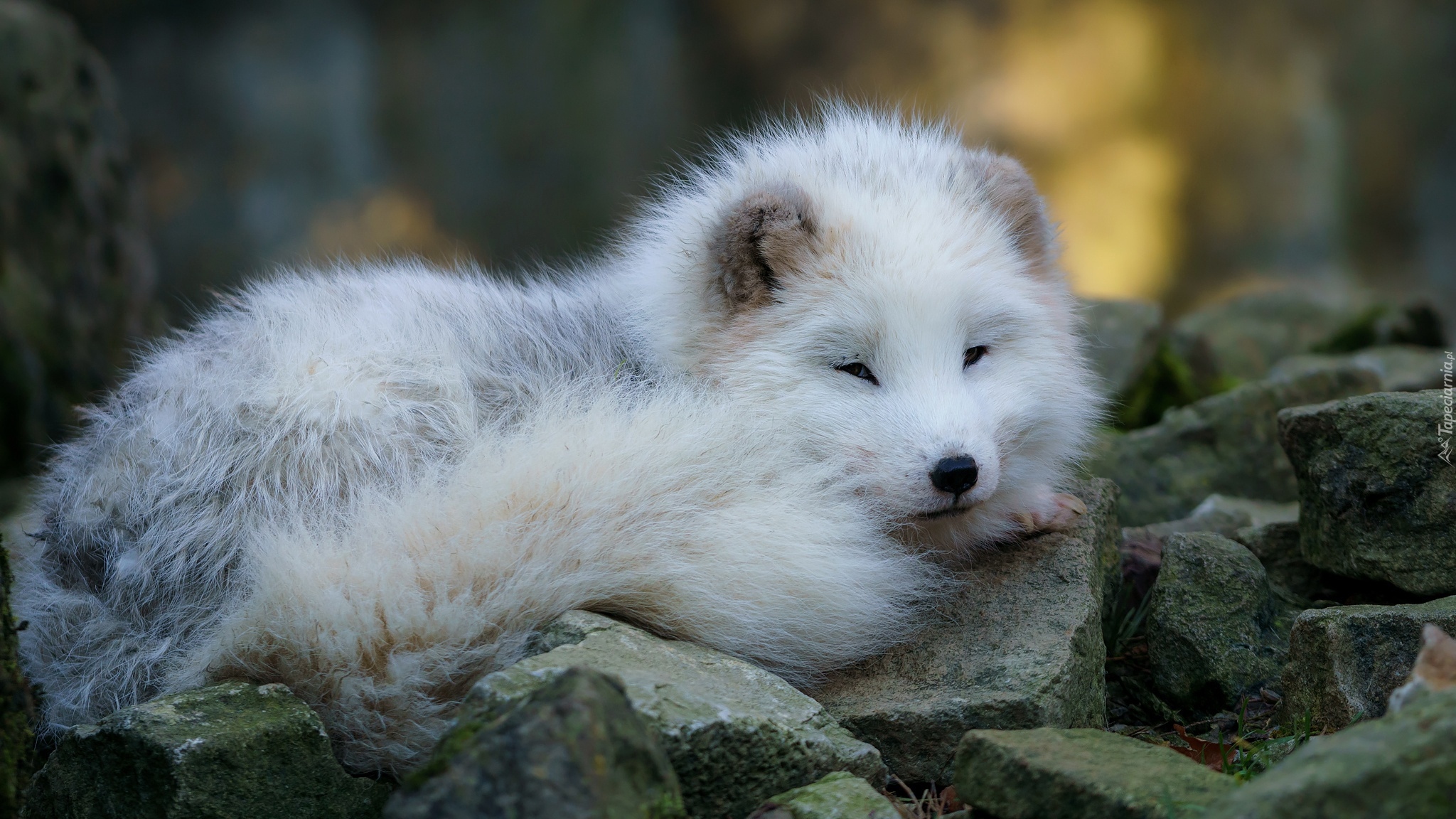 Młody, Biały, Lis polarny, Kamienie