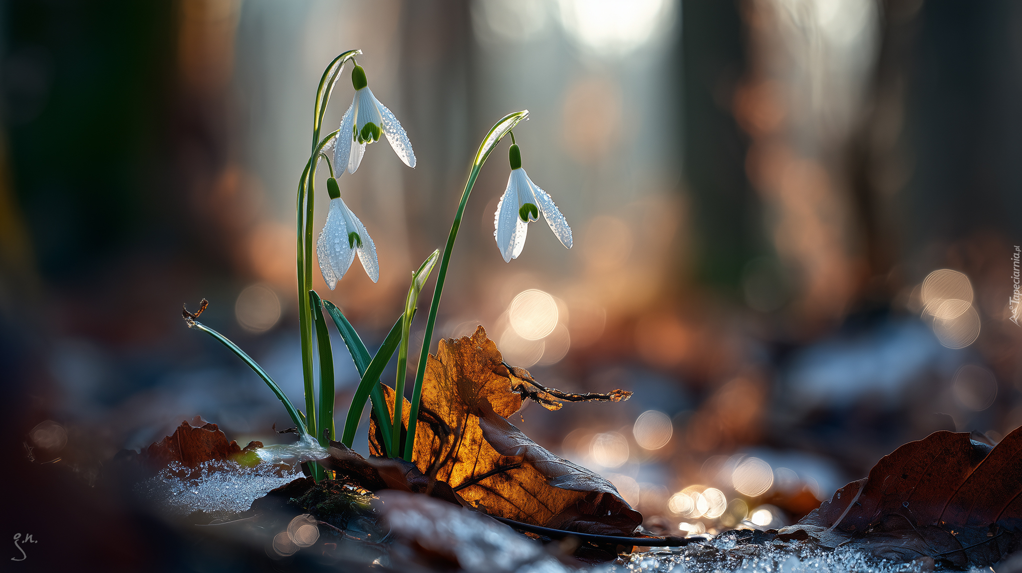 Przebiśniegi, Białe, Kwiaty, Liść, Grafika AI