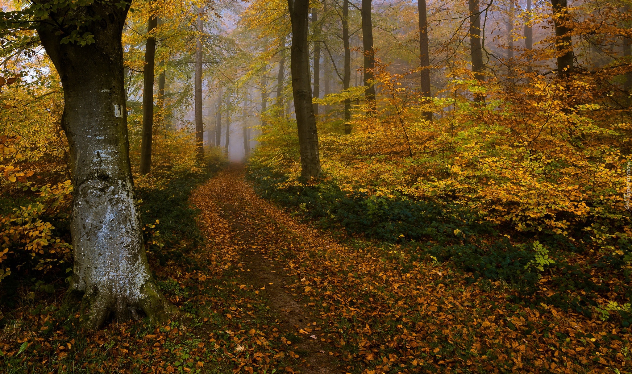Jesień, Mgła, Las, Liściasty, Drzewa, Droga