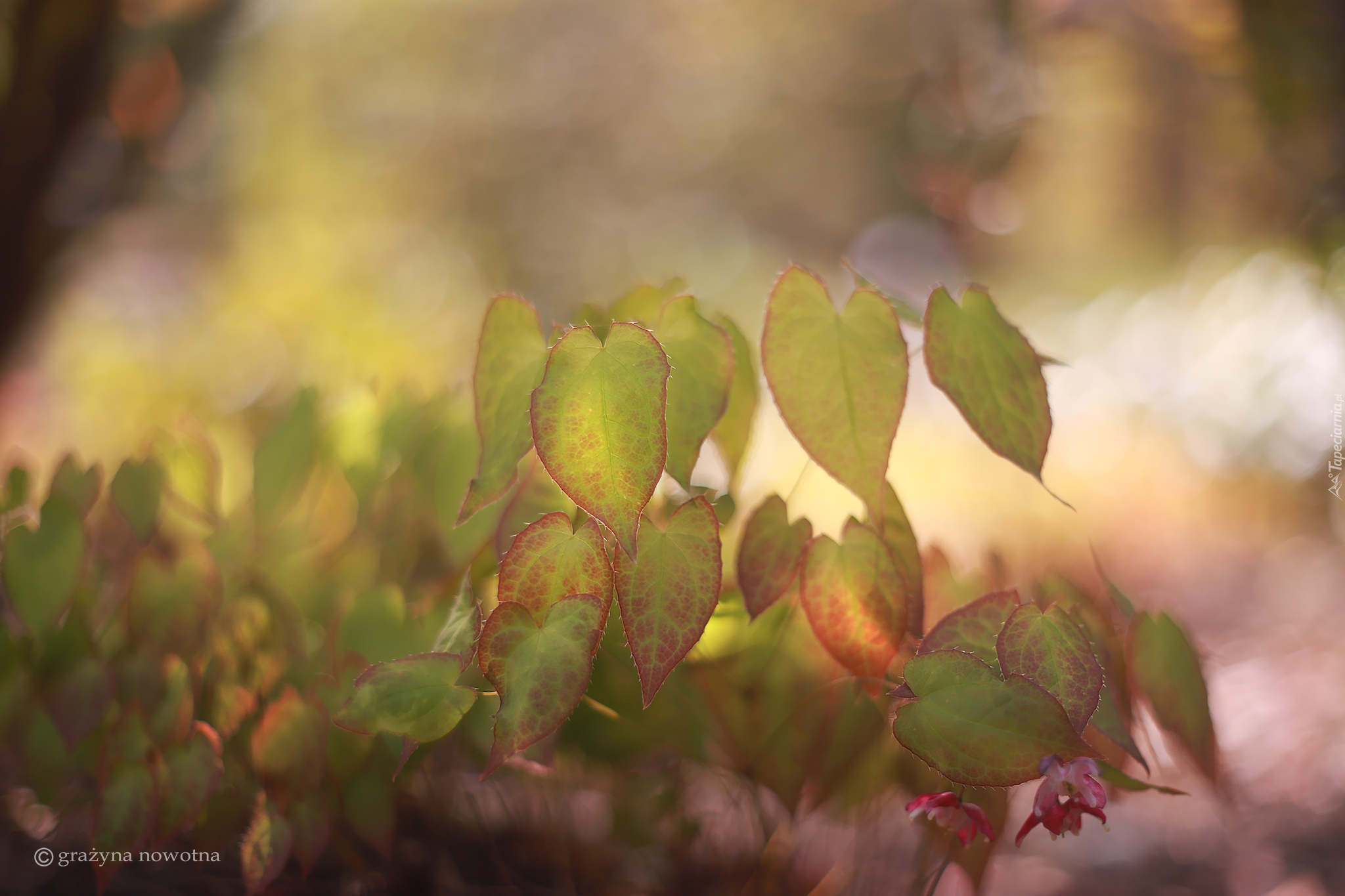 Liście, Epimedium, Rośliny