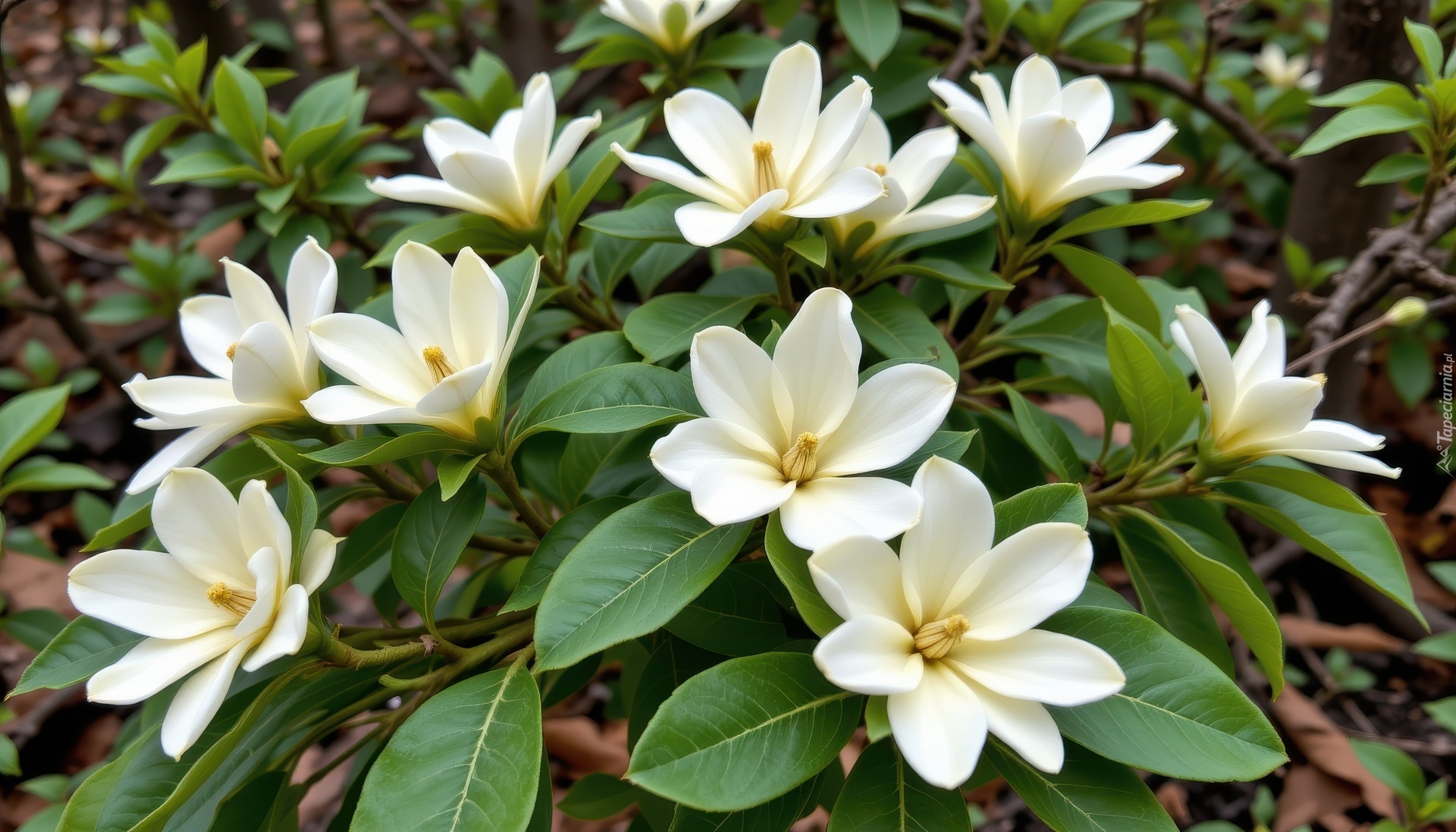 Białe, Kwiaty, Listki, Gałązki, Magnolia, Krzew