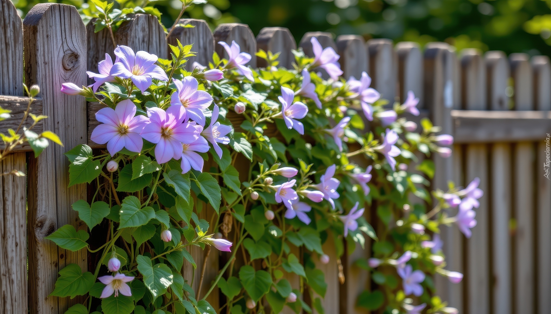 Powojnik, Kwiaty, Pnącze, Płot