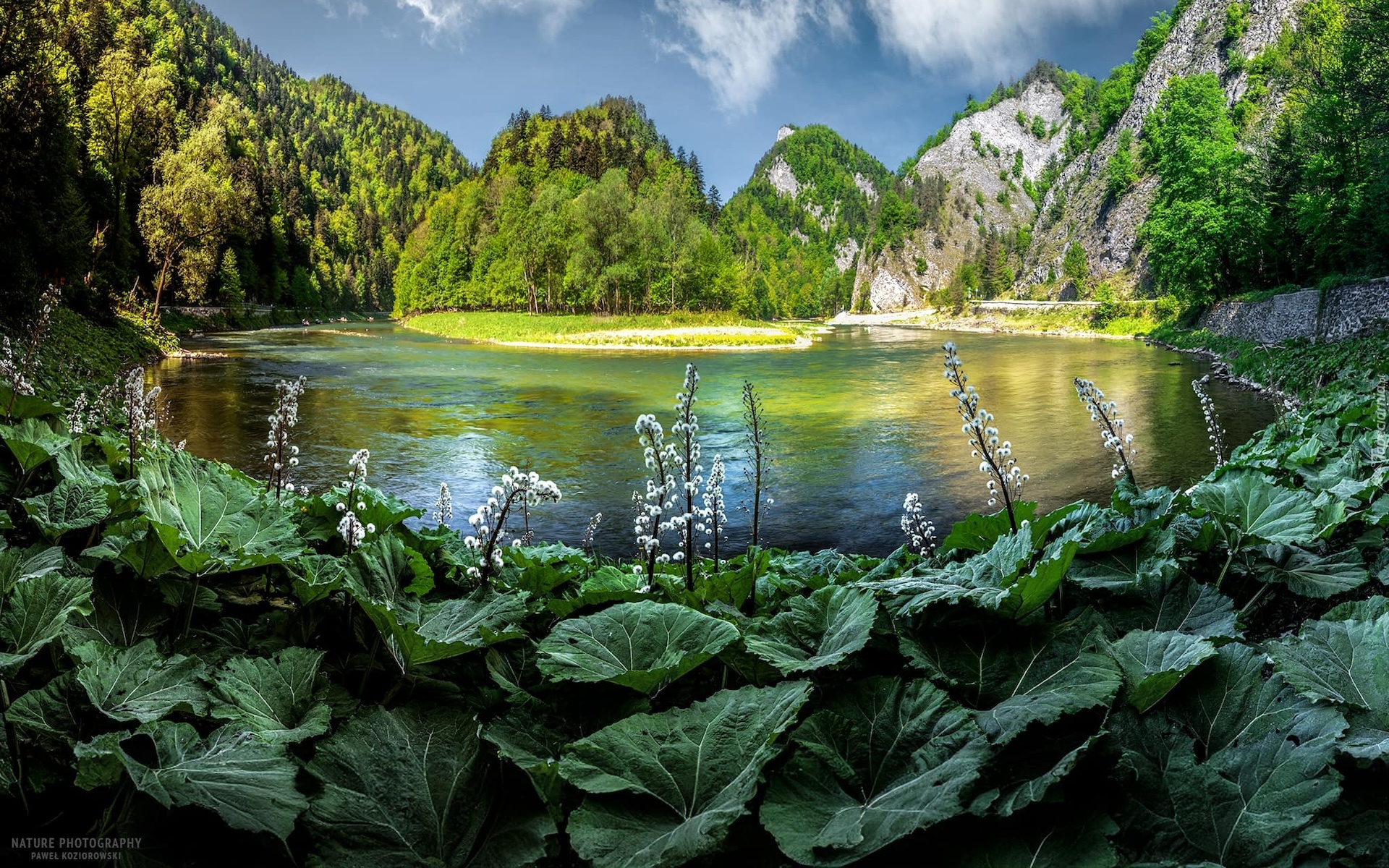 Polska, Góry, Pieniny, Rzeka, Dunajec, Roślinność