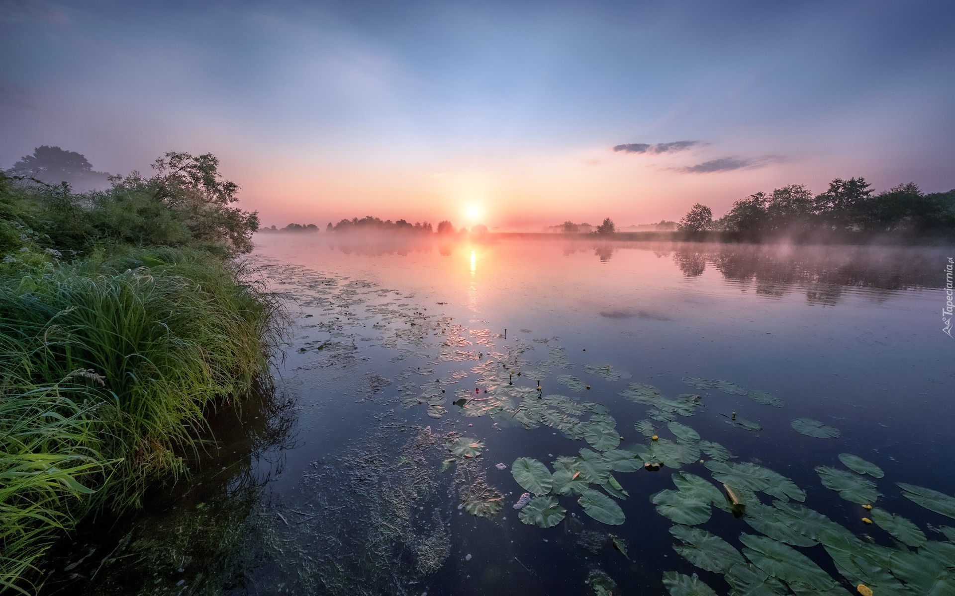 Trawa, Rzeka Dubna, Lilie, Wodne, Świt, Wschód słońca, Mgła, Łatgalia, Łotwa