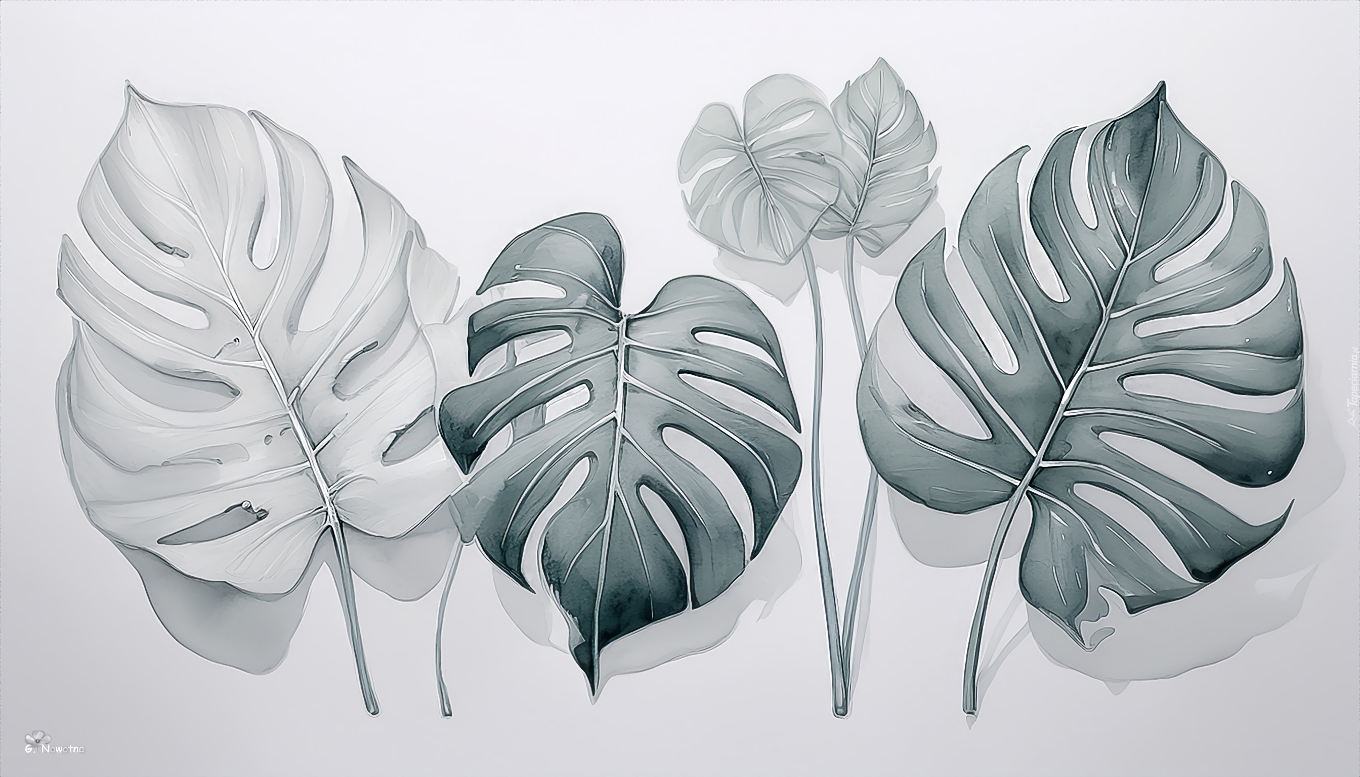 Monstera, Liście, Grafika