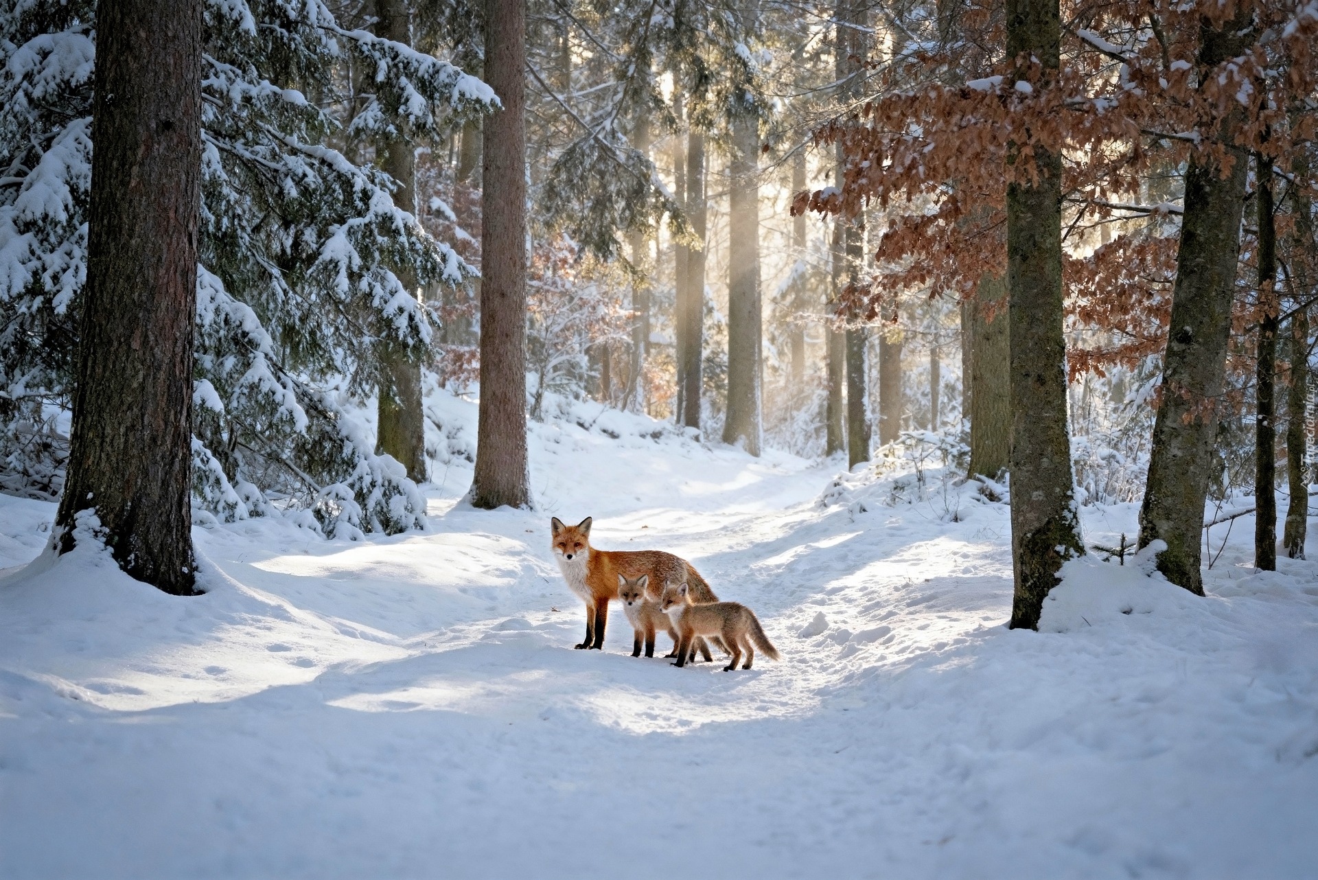 Las, Zima, Lisica, Dwa, Małe, Liski, Droga