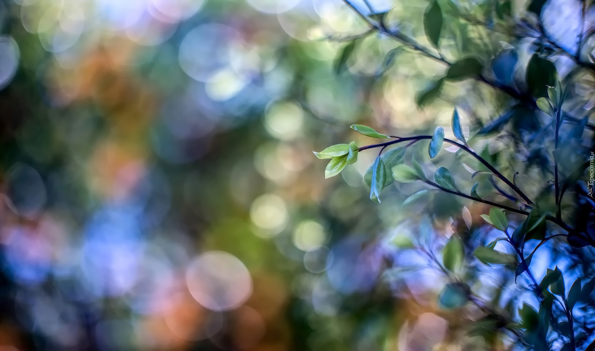 Gałązki, Liście, Bokeh