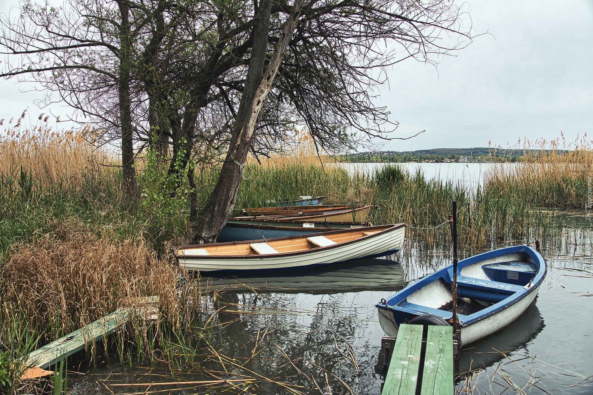 Łódki, Szuwary, Drzewa, Jezioro, Pomost