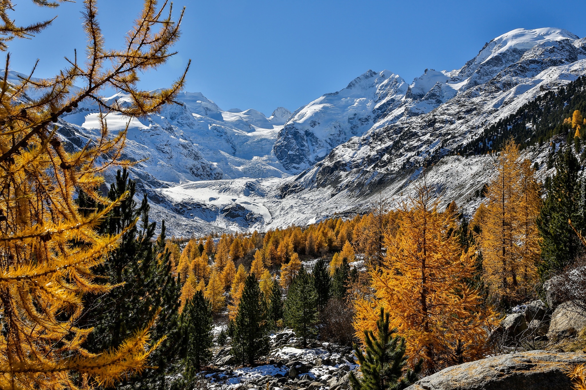 Szwajcaria, Kanton Gryzonia, Lodowiec Morteratschgletscher, Masyw Bernina, Góry Alpy Retyckie, Drzewa, Śnieg