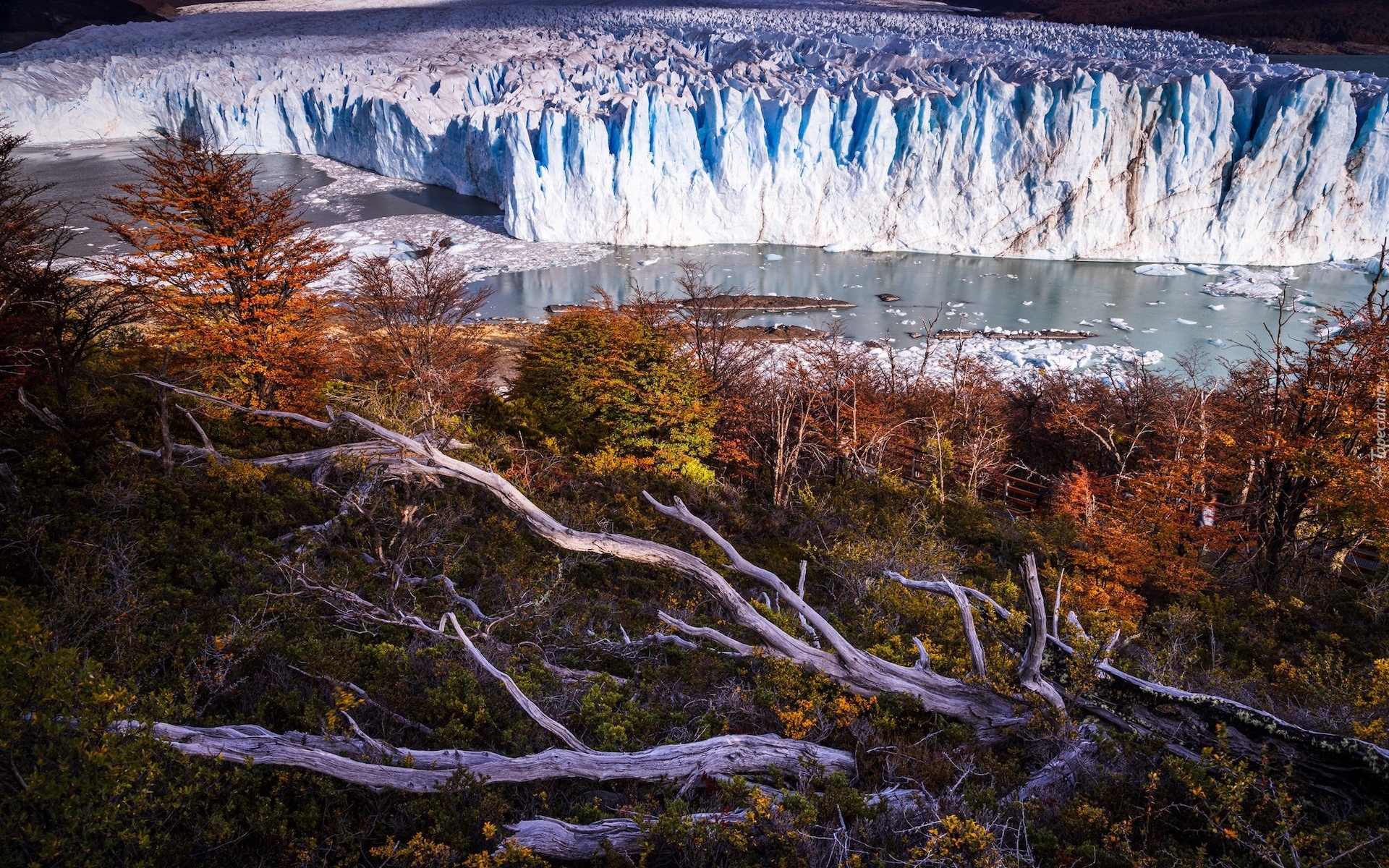 Argentyna, Patagonia, Lodowiec, Perito Moreno, Jesień, Drzewa, Konary