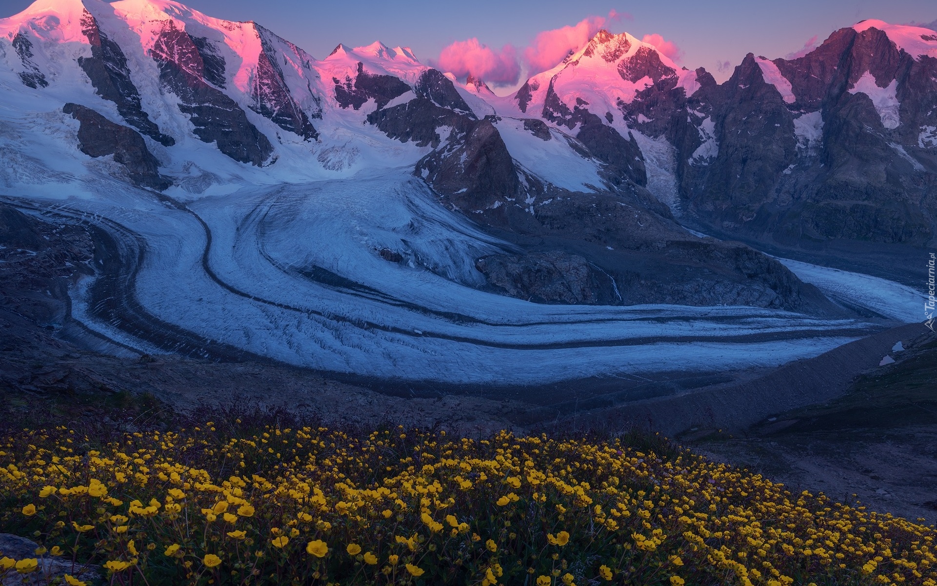 Ośnieżone, Góry, Lodowiec, Pers Glacier, Łąka, Żółte, Kwiaty, Szwajcaria