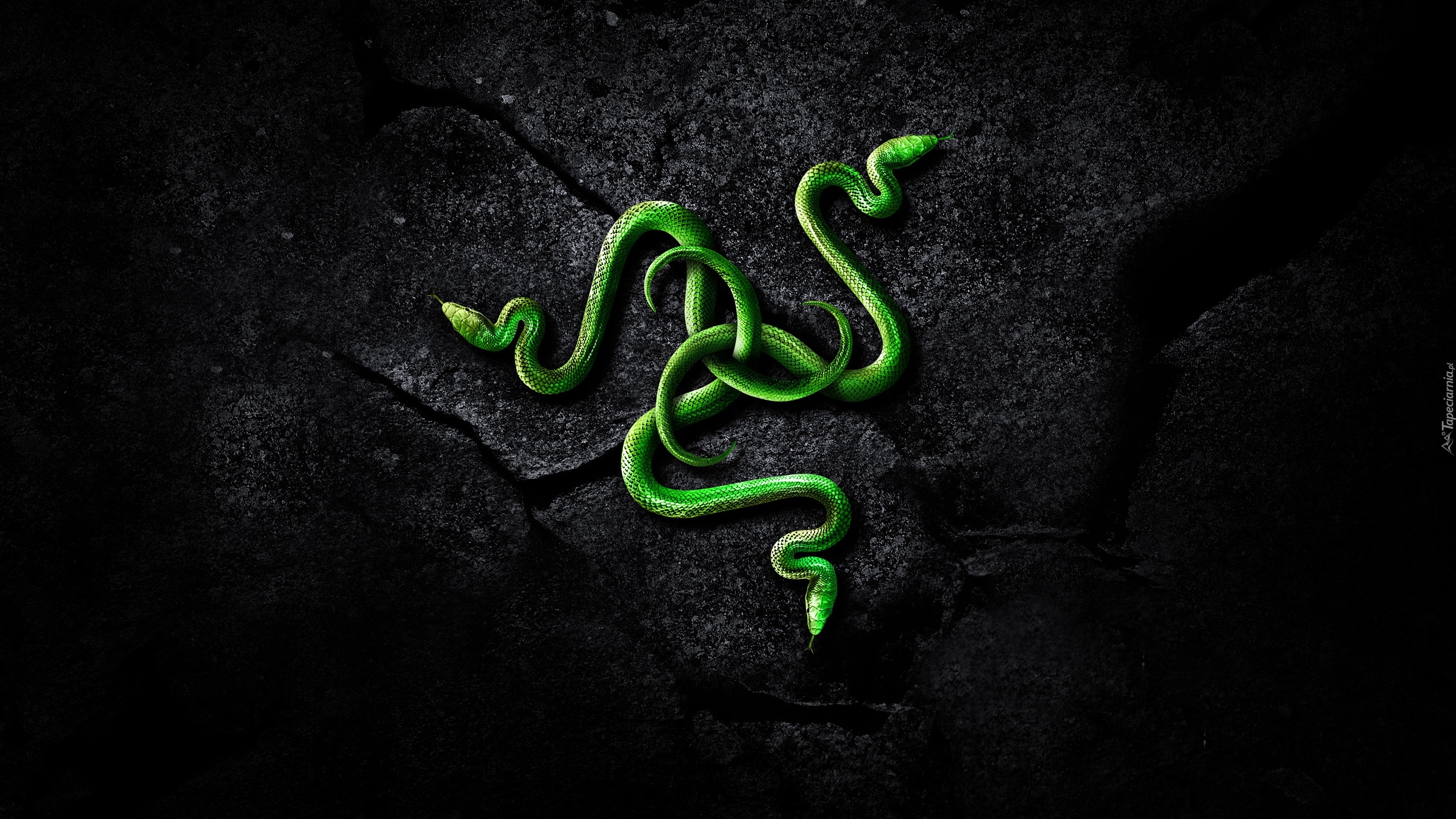 Grafika 3D, Węże, Logo, Razer