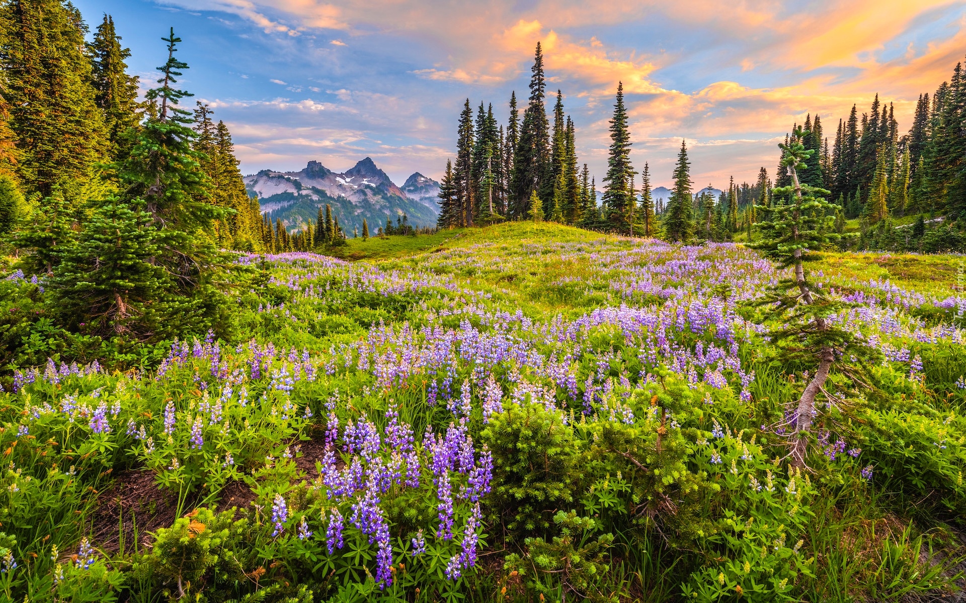 Park Narodowy Mount Rainier, Góry, Tatoosh Range, Drzewa, Łąka, Łubin, Mgła, Stan Waszyngton, Stany Zjednoczone