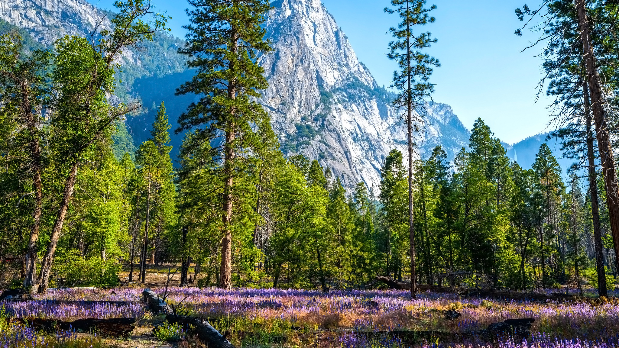 Góry, Drzewa, Kwiaty, Łubin, Park Narodowy Yosemite, Kalifornia, Stany Zjednoczone
