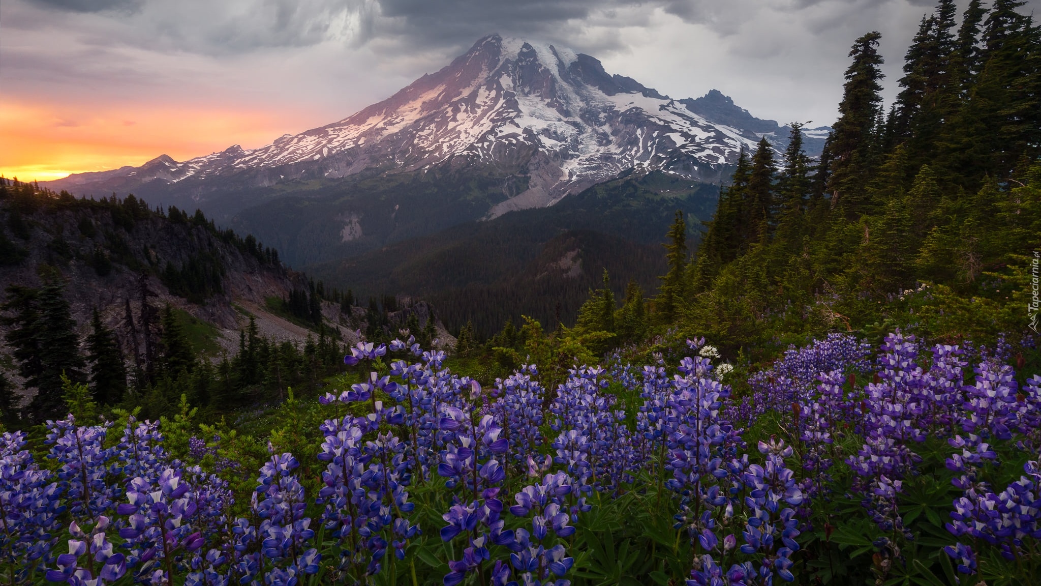 Stratowulkan Mount Rainier, Góry, Park Narodowy Mount Rainier, Łąka, Łubin, Drzewa, Zachód słońca, Stan Waszyngton, Stany Zjednoczone