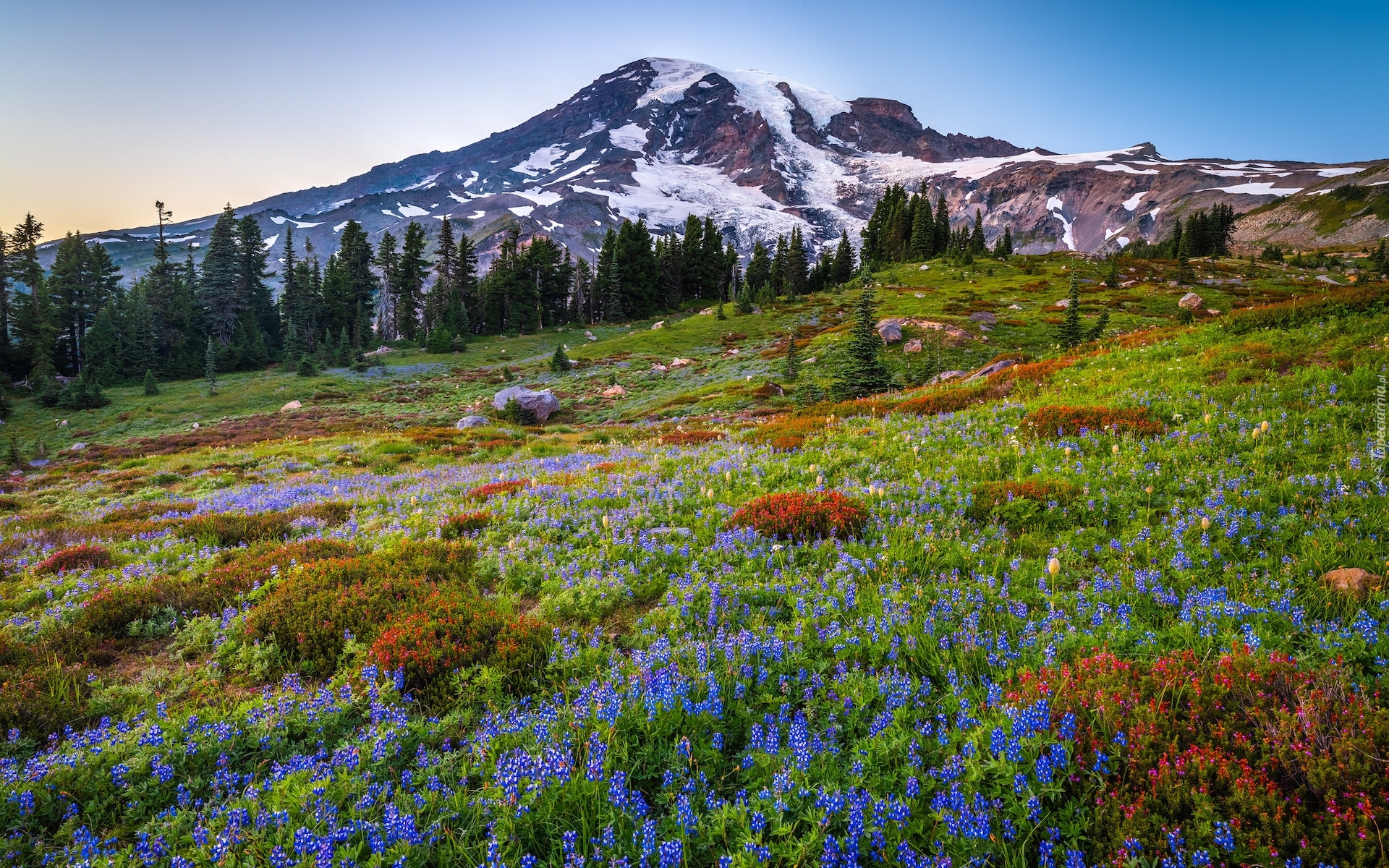 Góry, Ośnieżone, Drzewa, Łąka, Kwiaty, Łubin, Park Narodowy Mount Rainier, Stan Waszyngton, Stany Zjednoczone