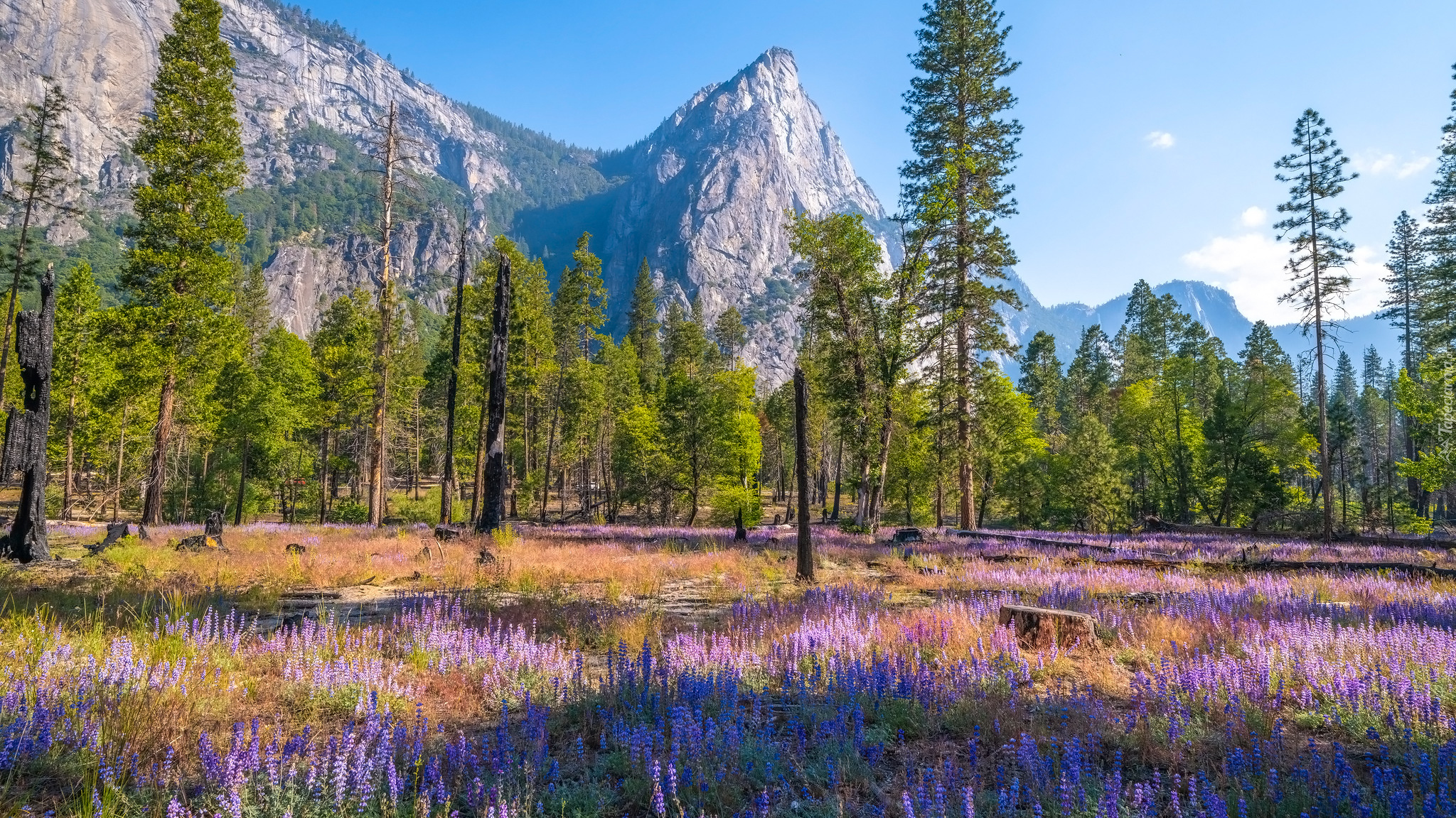 Kwiaty, Łubin, Trawa, Drzewa, Góry, Park Narodowy Yosemite, Kalifornia, Stany Zjednoczone