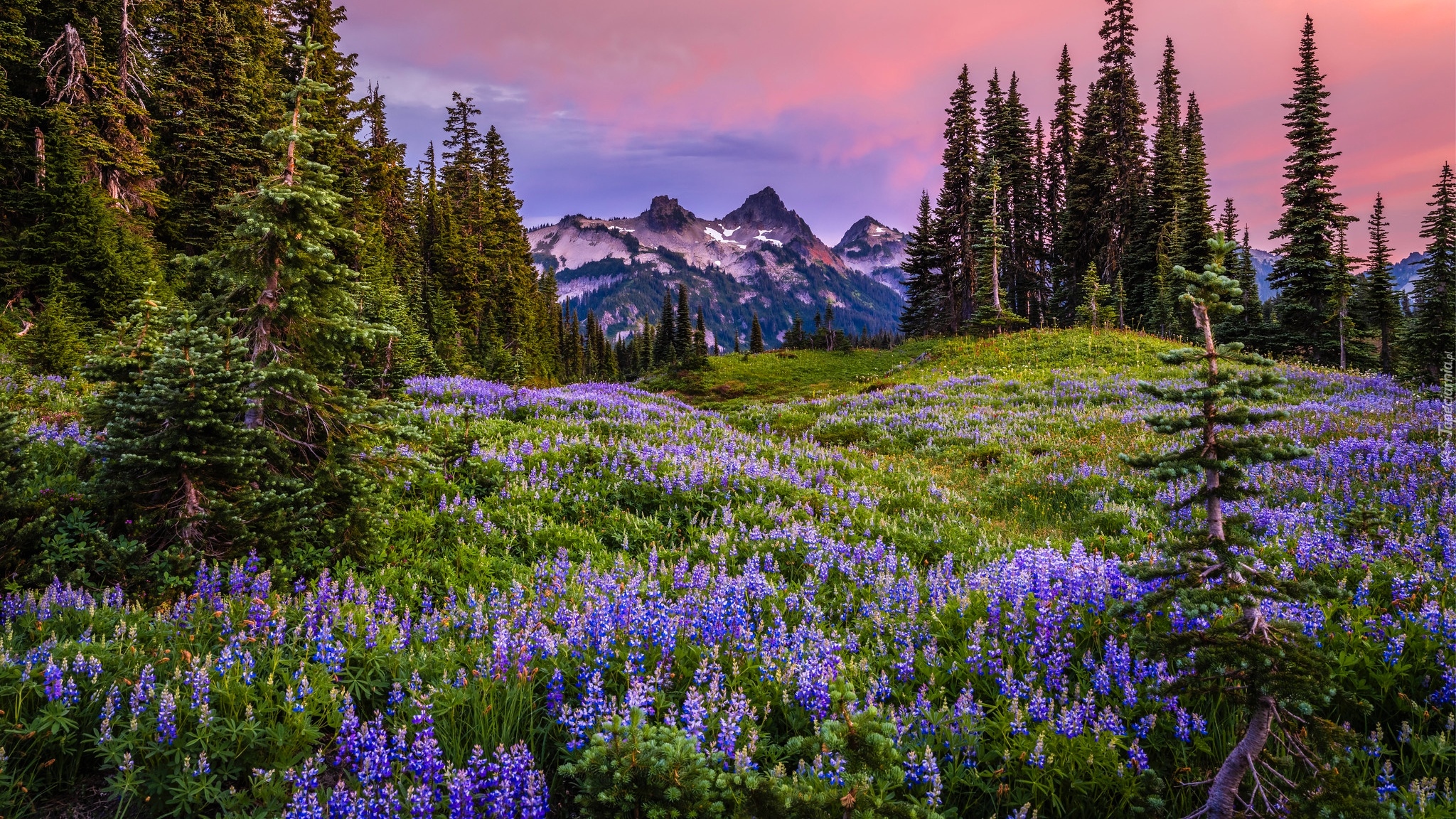 Park Narodowy Mount Rainier, Góry, Tatoosh Range, Łąka, Kwiaty, Łubin, Mgła, Stan Waszyngton, Stany Zjednoczone