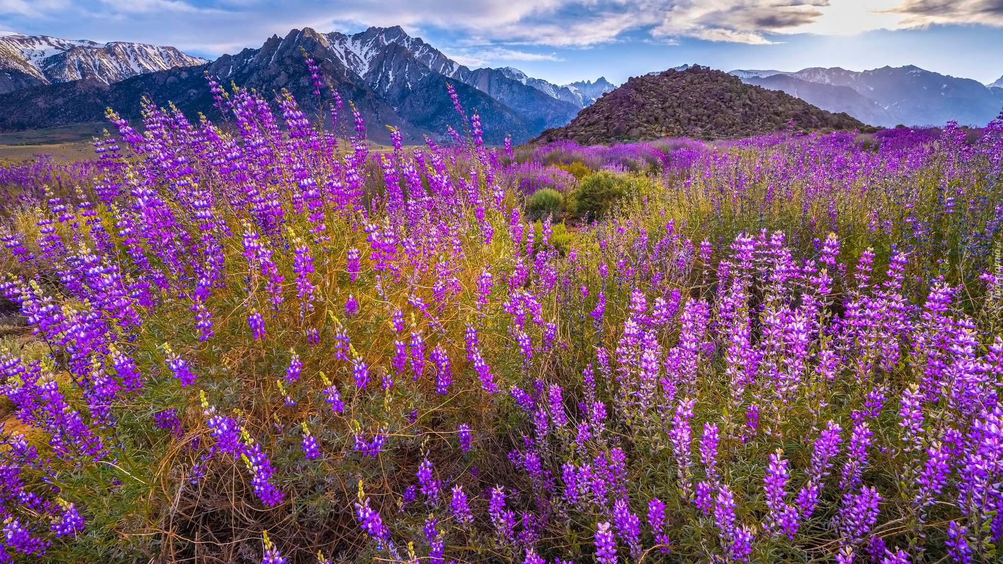 Stany Zjednoczone, Kalifornia, Alabama Hills, Mount Withney, Góry, Kwiaty, Łubin