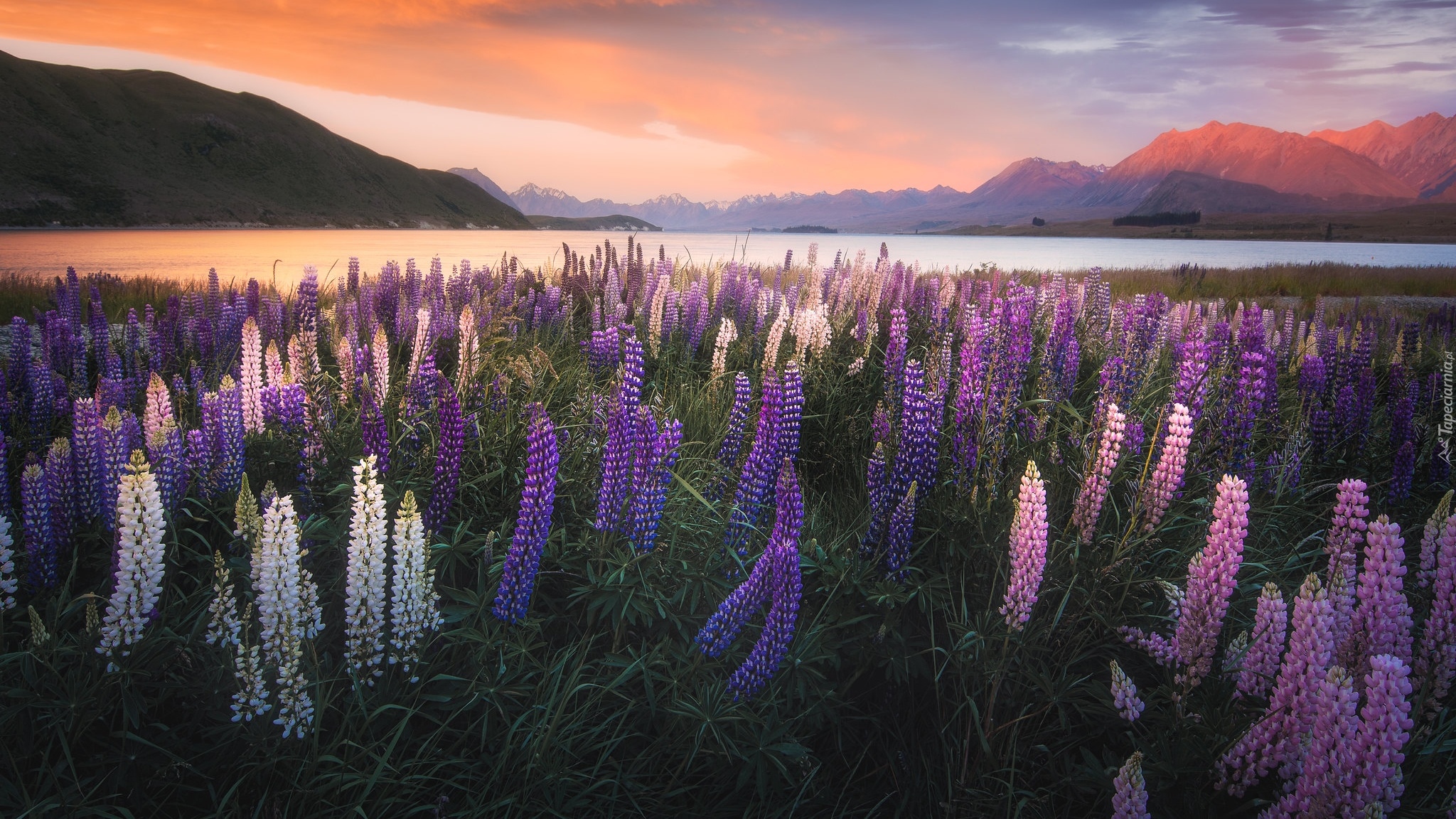 Nowa Zelandia, Jezioro Tekapo, Łubin, Łąka, Góry