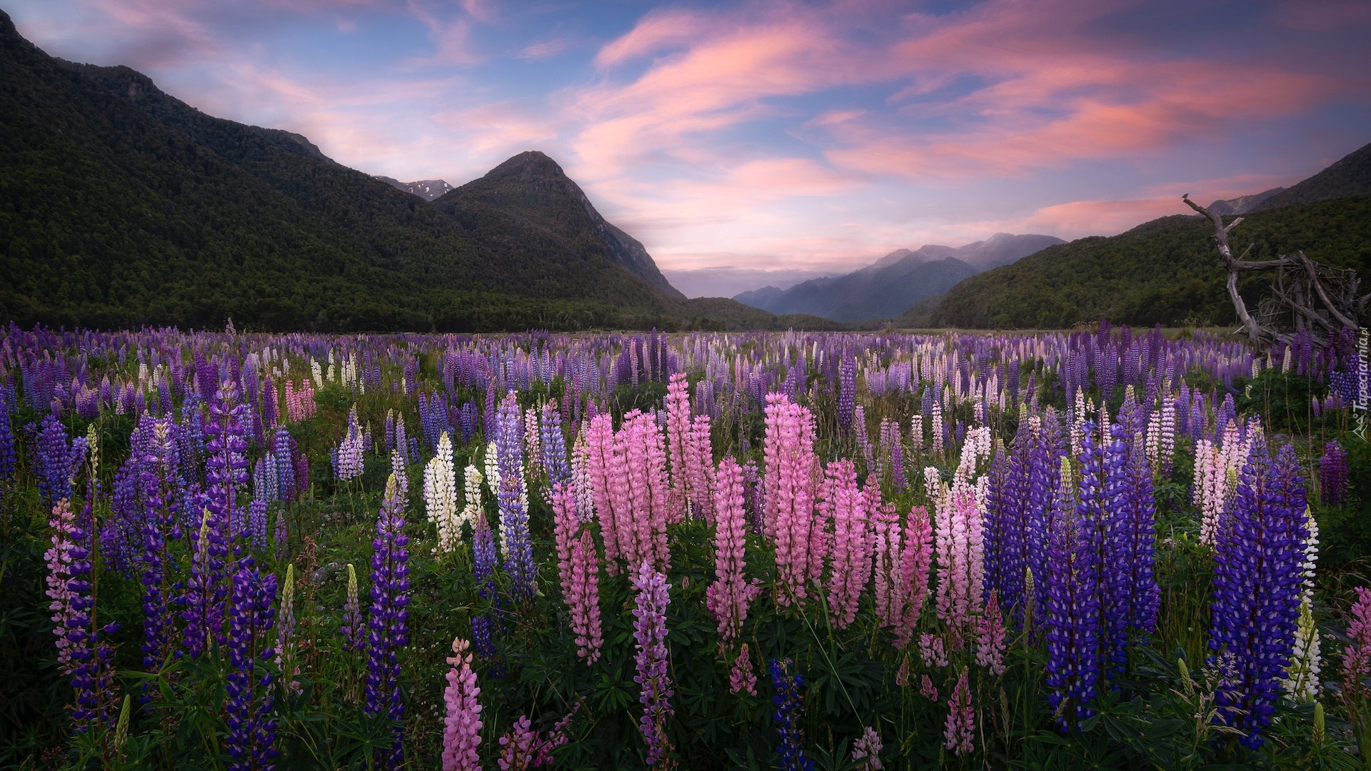 Nowa Zelandia, Region Fiordland, Góry, Dolina, Eglinton Valley, Łąka, Łubin