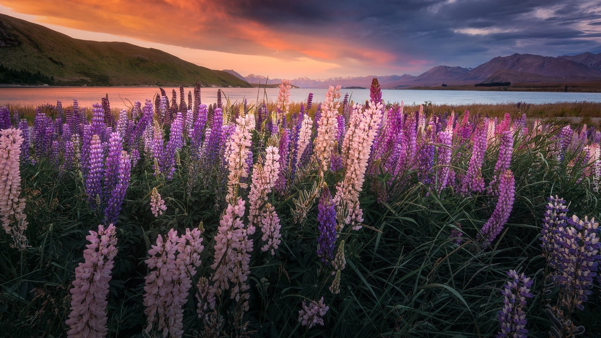 Nowa Zelandia, Jezioro, Tekapo, Łubin, Łąka, Zachód słońca, Góry