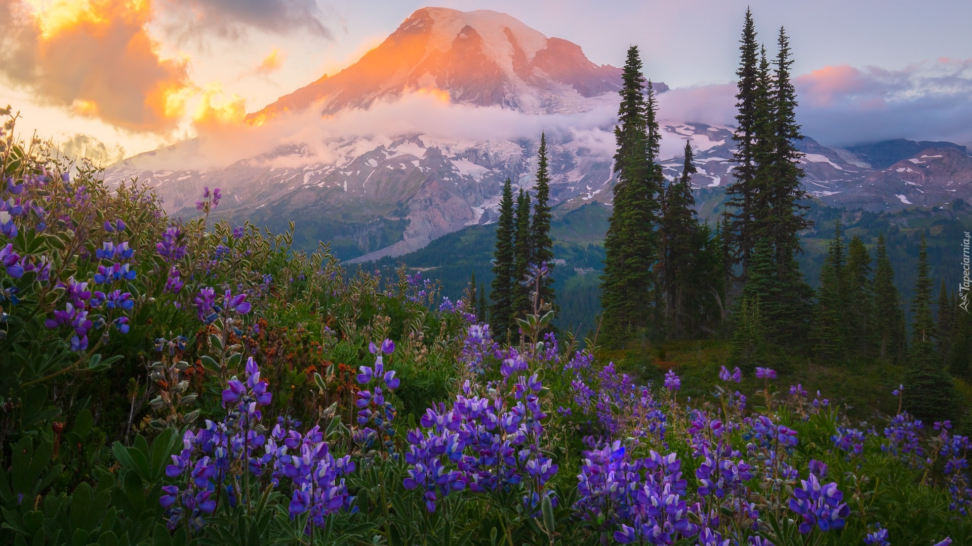 Stratowulkan Mount Rainier, Góry, Park Narodowy Mount Rainier, Drzewa, Łąka, Łubin, Kwiaty, Chmury, Stan Waszyngton, Stany Zjednoczone