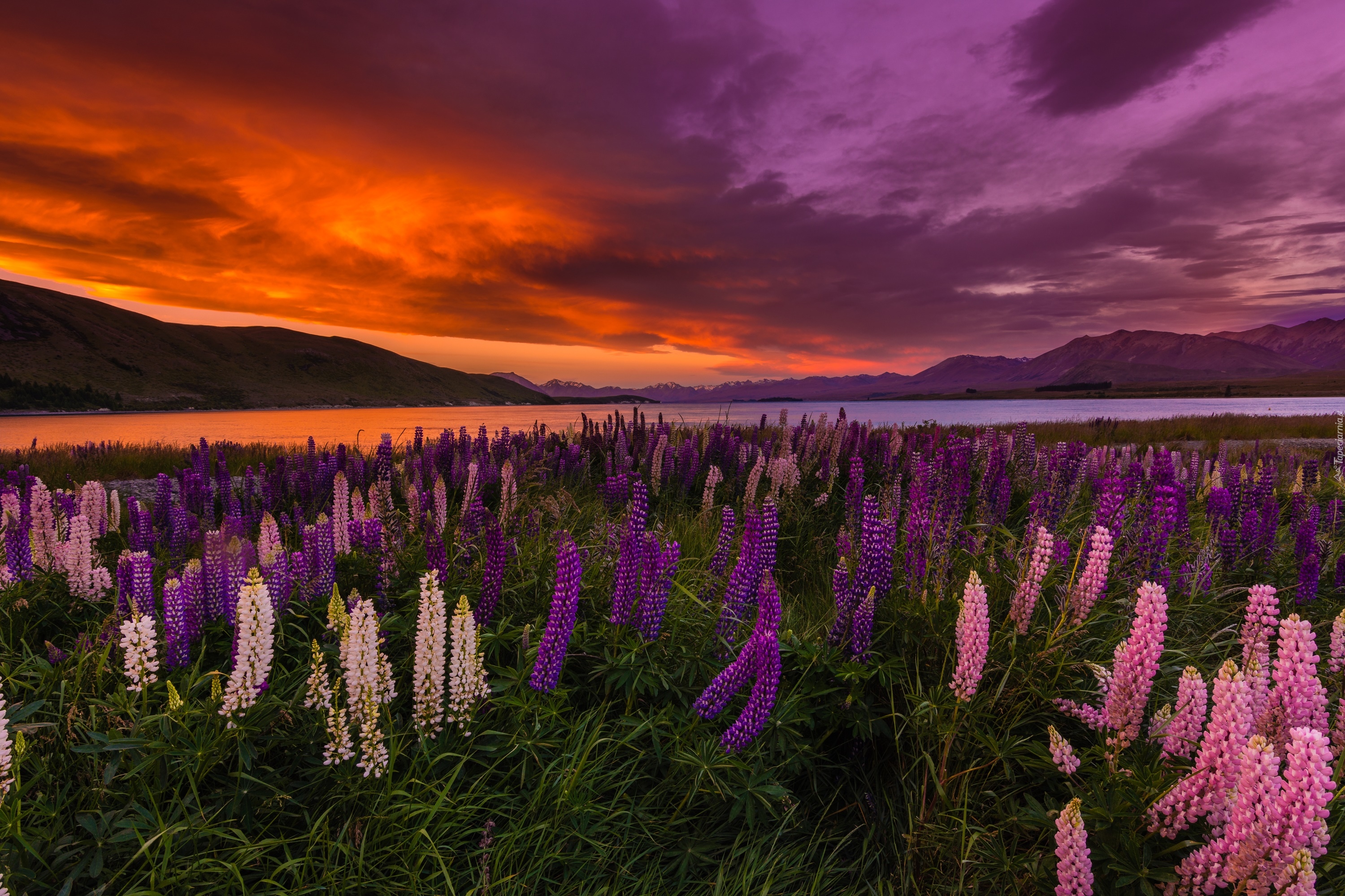 Nowa Zelandia, Łubin, Łąka, Jezioro Tekapo, Zachód słońca, Góry