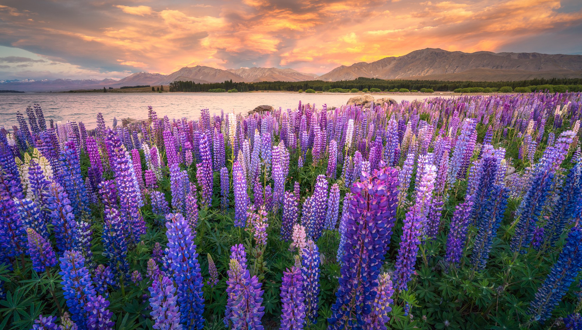 Nowa Zelandia, Jezioro Tekapo, Łubin, Zachód słońca, Góry