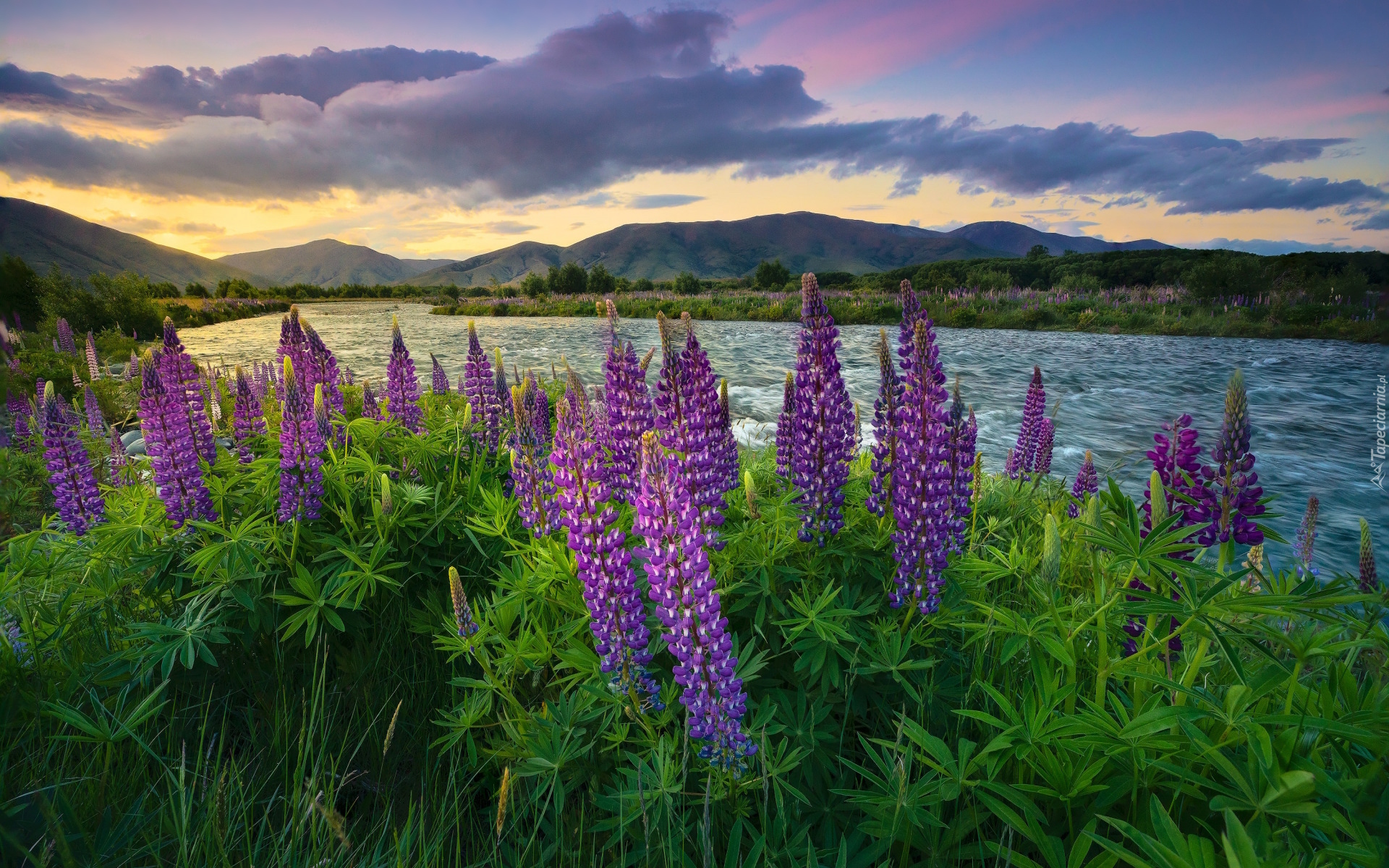 Nowa Zelandia, Queenstown, Jezioro, Wanaka, Łubin, Góra, Mount Cook