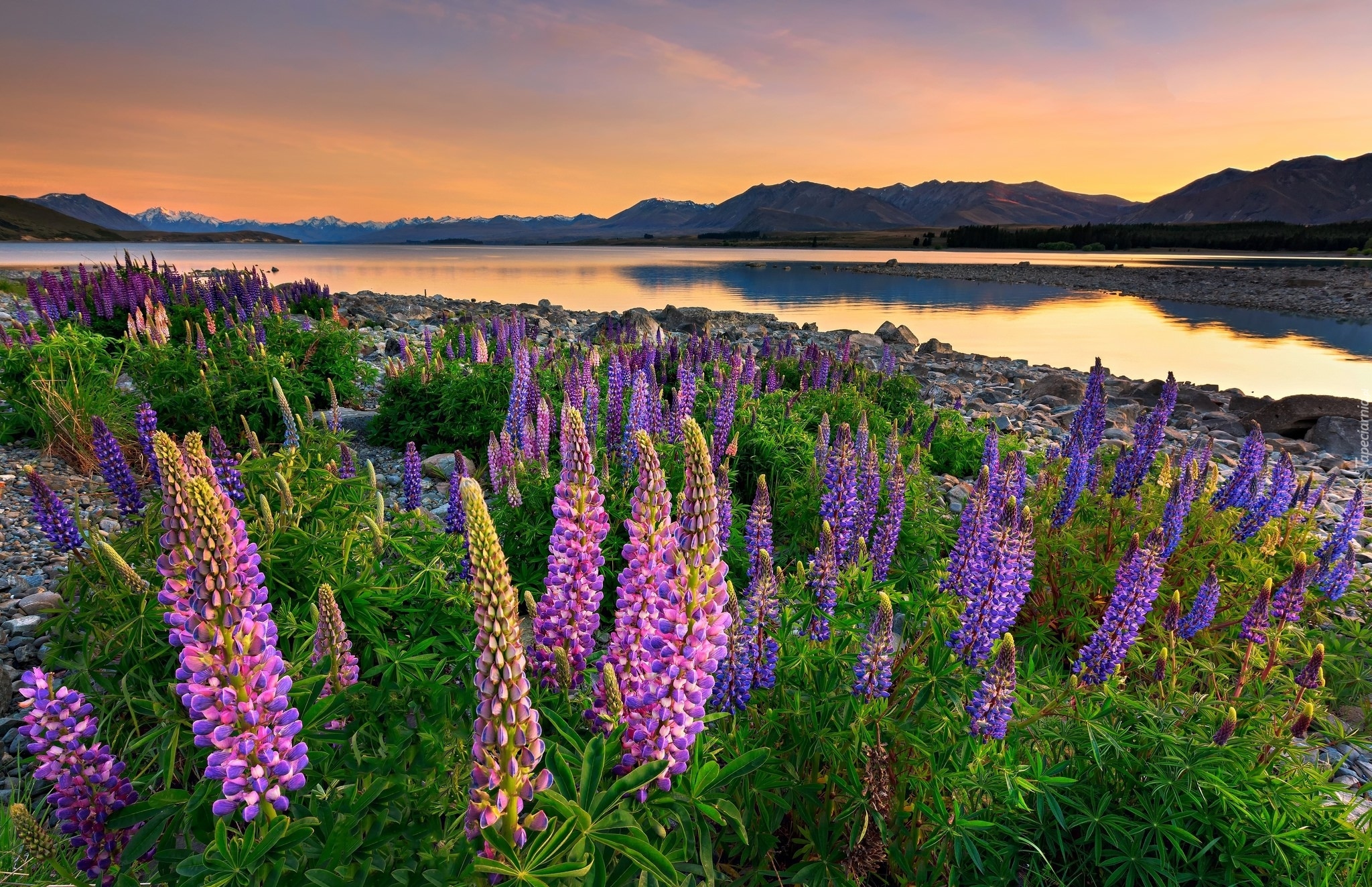 Nowa Zelandia, Jezioro Tekapo, Łubin, Zachód słońca, Kamienie, Wzgórza