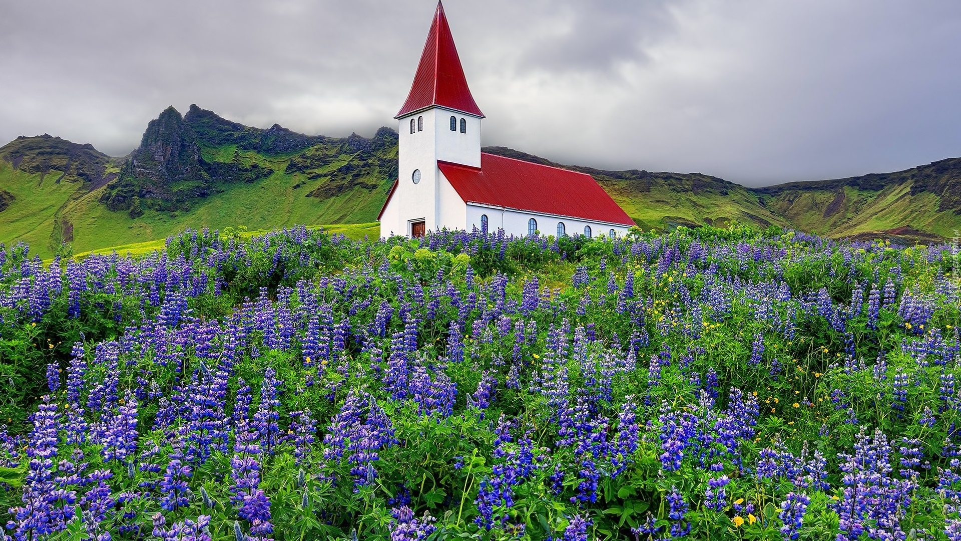 Góry, Kwiaty, Łubin, Kościół, Miejscowość Vik i Myrdal, Islandia