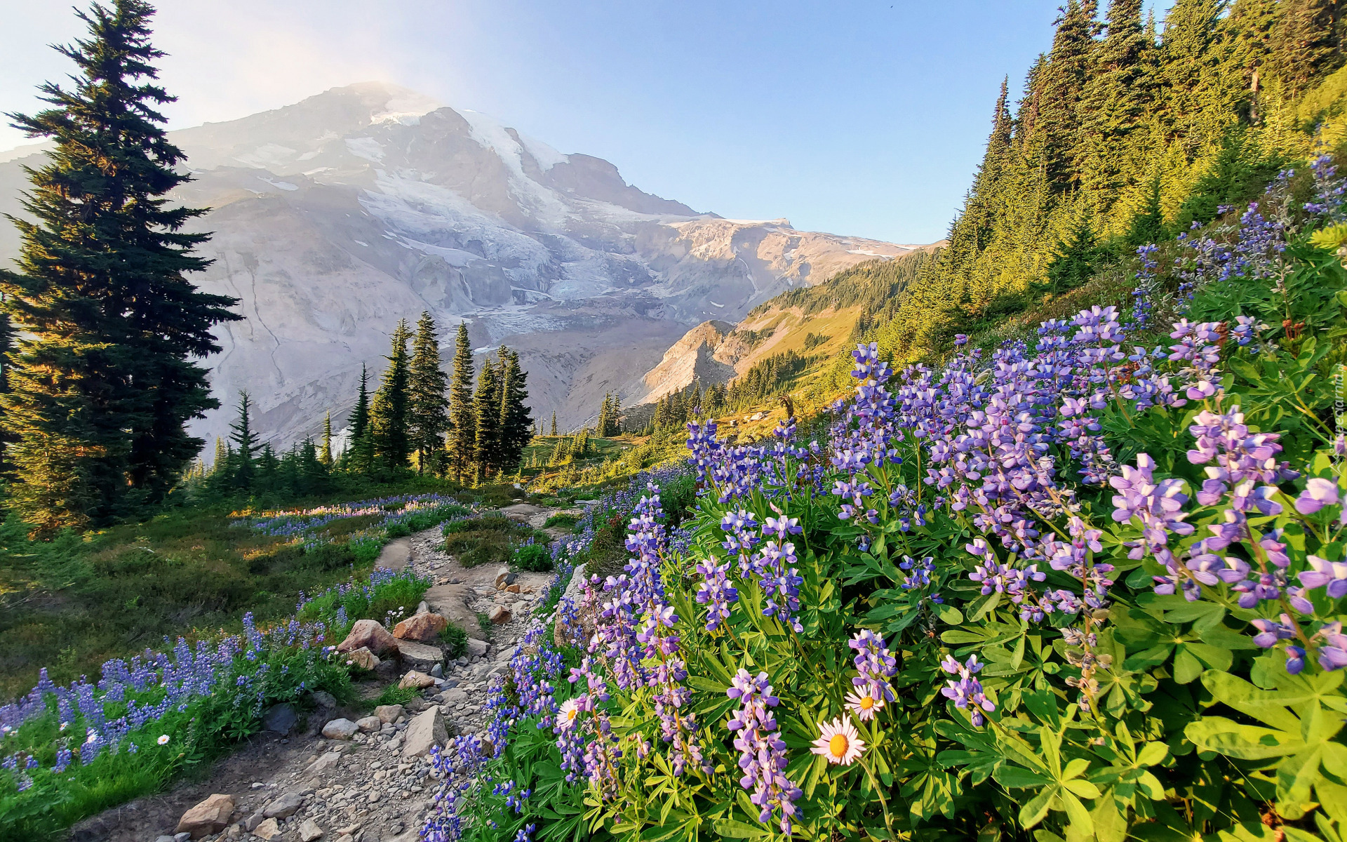 Drzewa, Kwiaty, Łubin, Kamienie, Góry, Park Narodowy Mount Rainier, Stan Waszyngton, Stany Zjednoczone