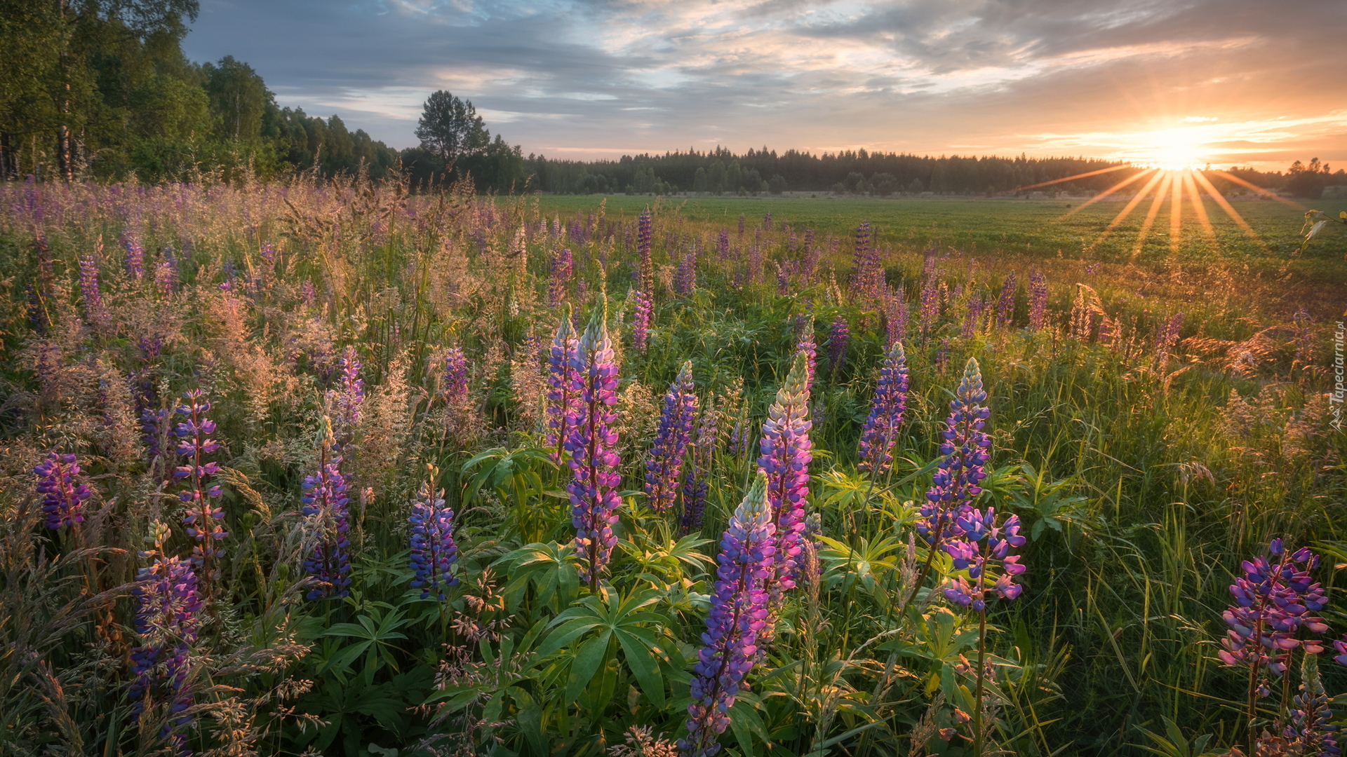 Łąka, Łubin, Promienie słońca, Podlasie, Województwo lubelskie, Polska