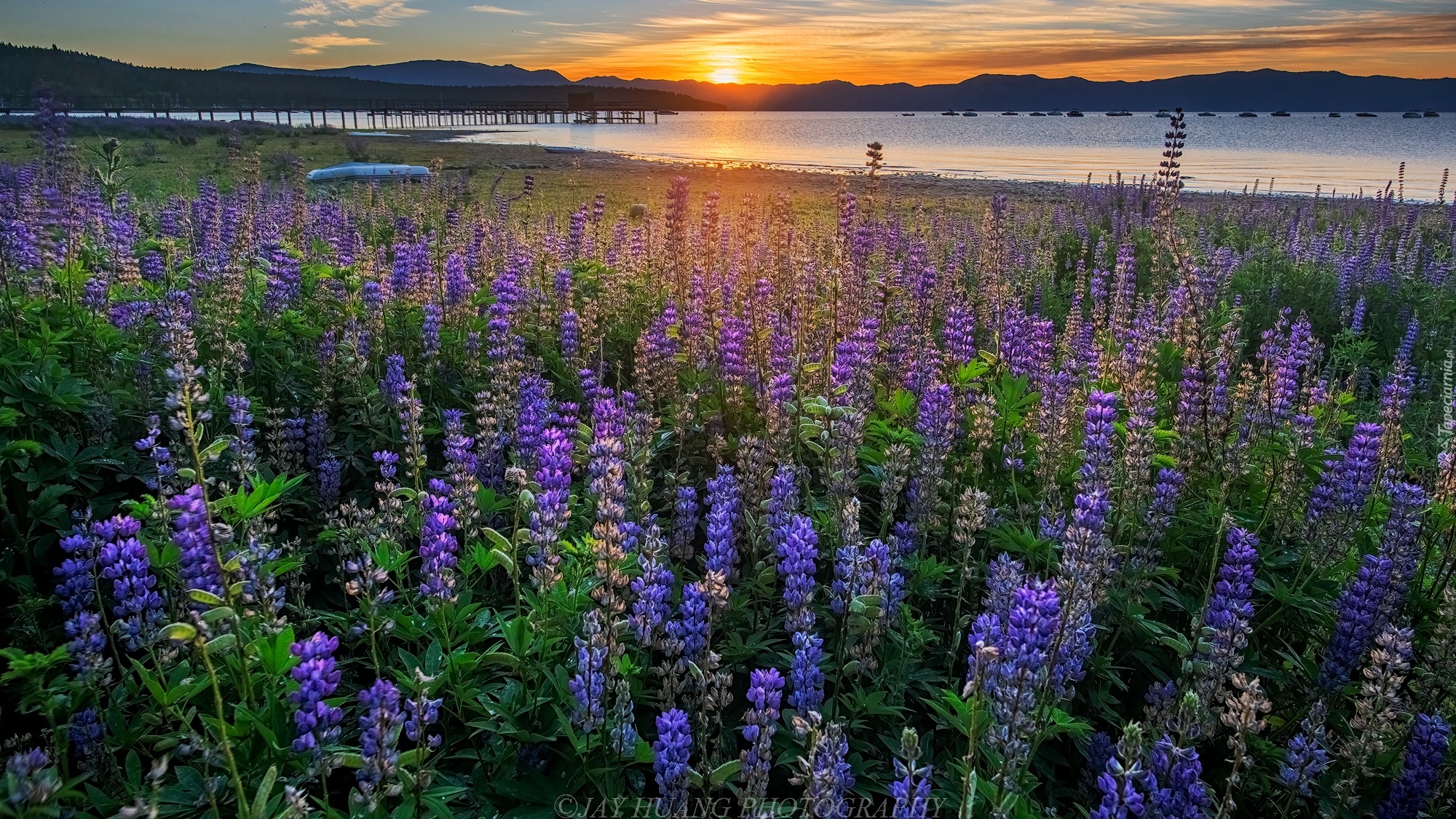 Stany Zjednoczone, Kalifornia, Wschód słońca, Jezioro, Tahoe Lake, Łąka, Łubin