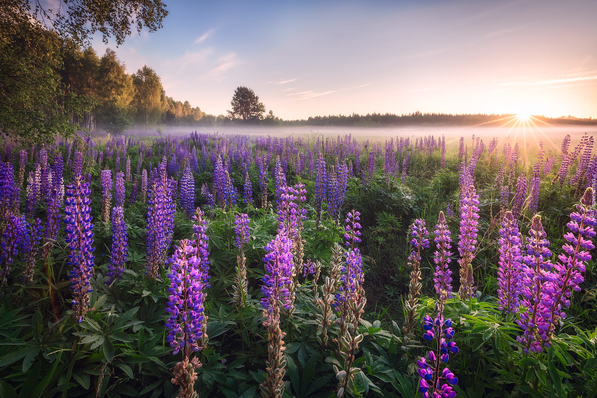 Polska, Podlasie, Łąka, Łubin, Wschód słońca, Mgła