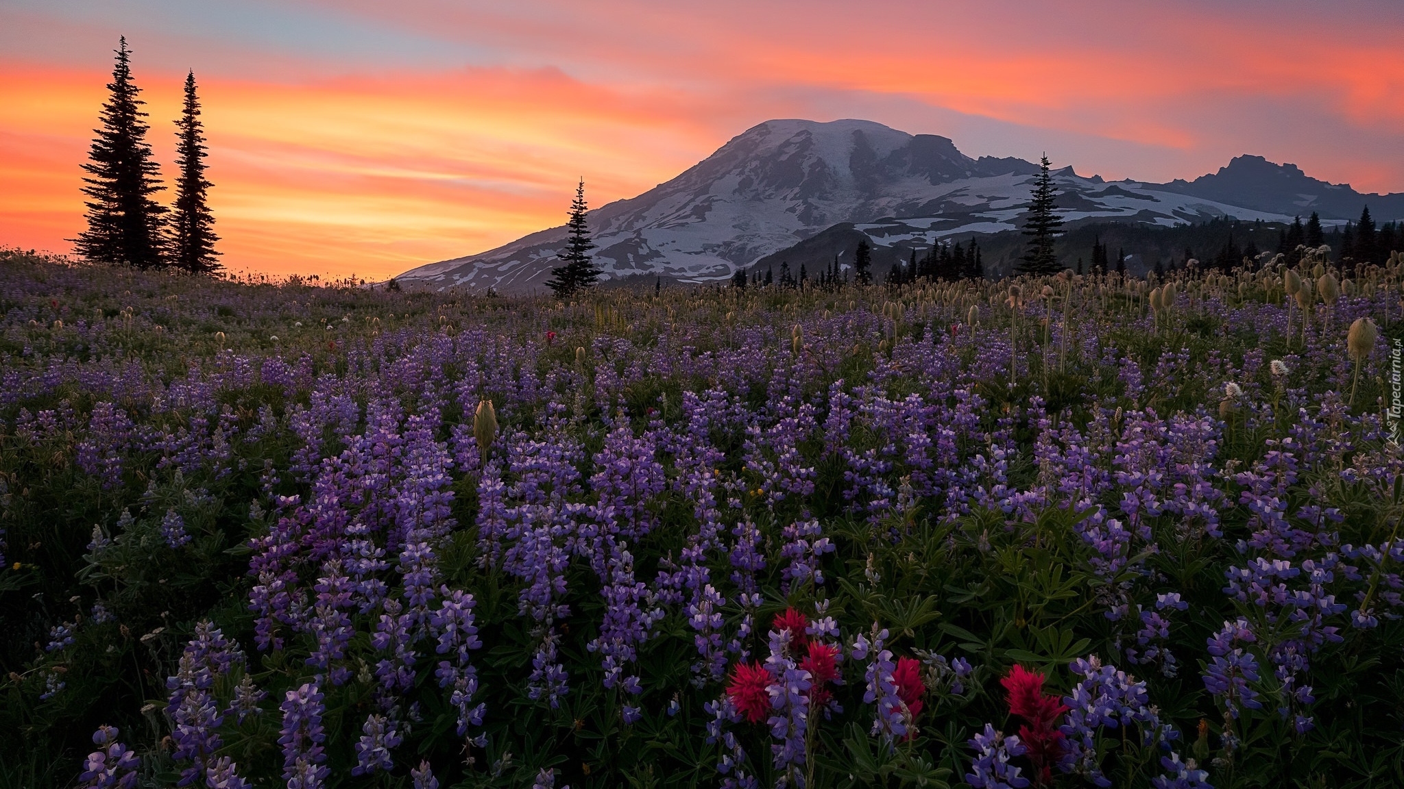 Stany Zjednoczone, Stan Waszyngton, Stratowulkan Mount Rainier, Góry, Niebo, Łąka, Kwiaty, Łubin