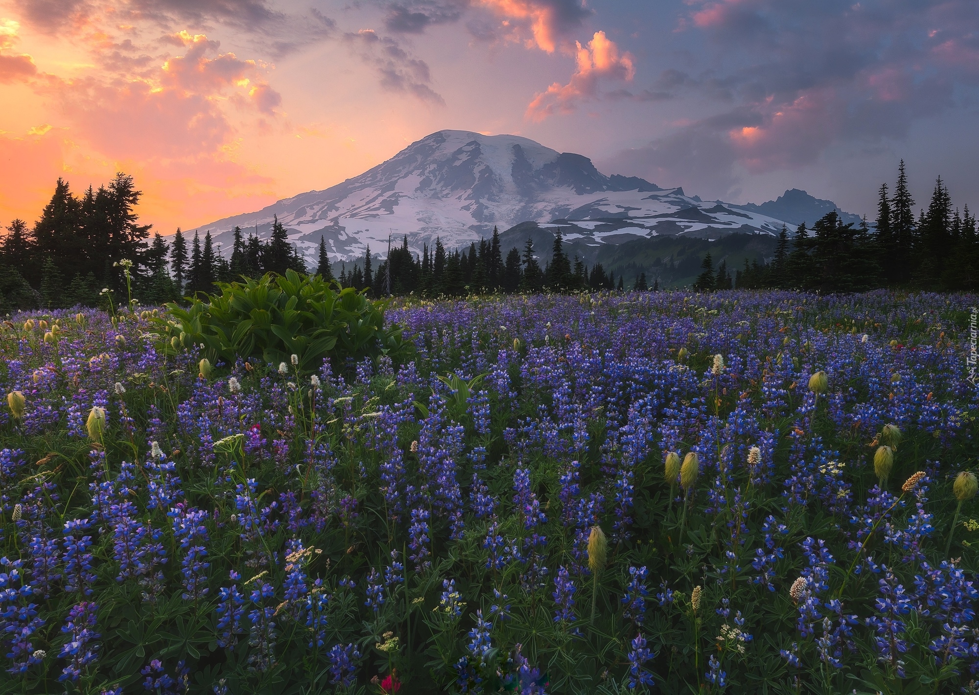 Stratowulkan Mount Rainier, Góry, Park Narodowy Mount Rainier, Łąka, Łubin, Drzewa, Zachód słońca, Chmury, Stan Waszyngton, Stany Zjednoczone