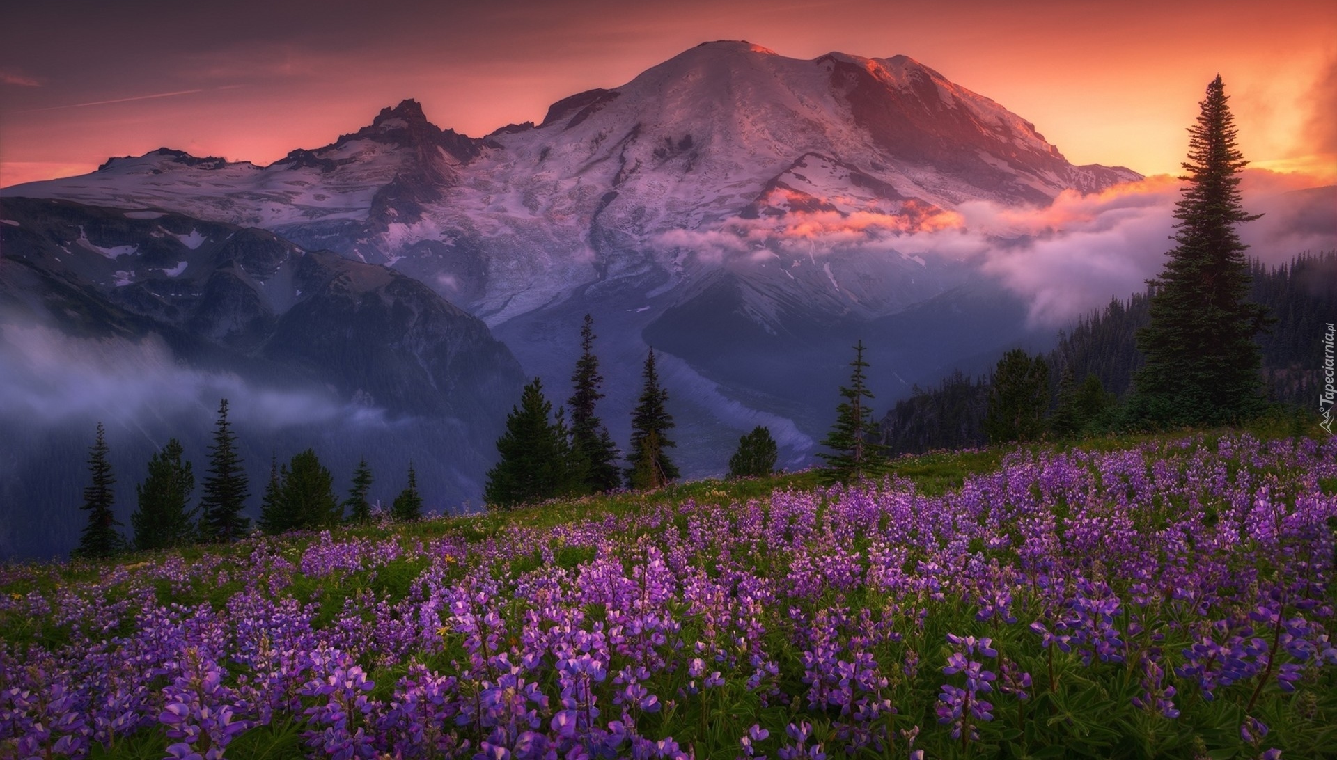 Stany Zjednoczone, Stan Waszyngton, Góry Kaskadowe, Park Narodowy Mount Rainier, Stratowulkan Mount Rainier, Łubin, Góry, Mgła, Zachód słońca