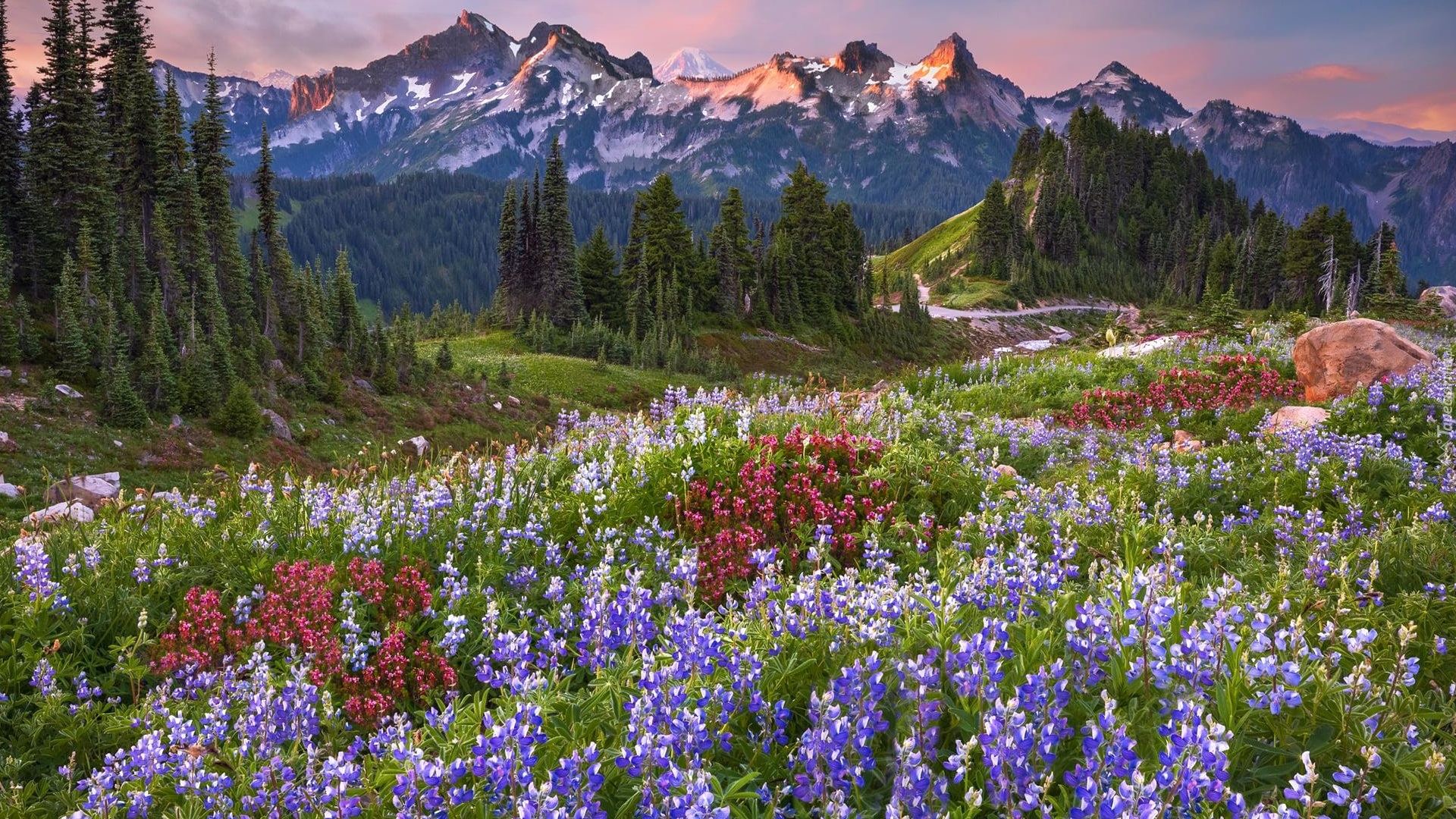 Stany Zjednoczone, Stan Waszyngton, Góry Kaskadowe, Park Narodowy Mount Rainier, Łąka, Łubin, Drzewa