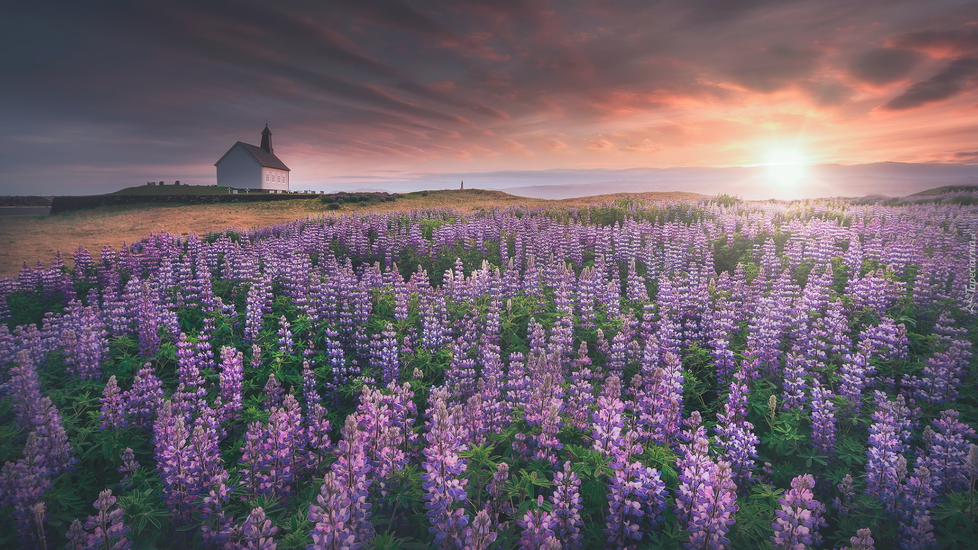 Łąka, Łubiny, Kościół Strandarkirkja, Zachód słońca, Selvogur, Islandia