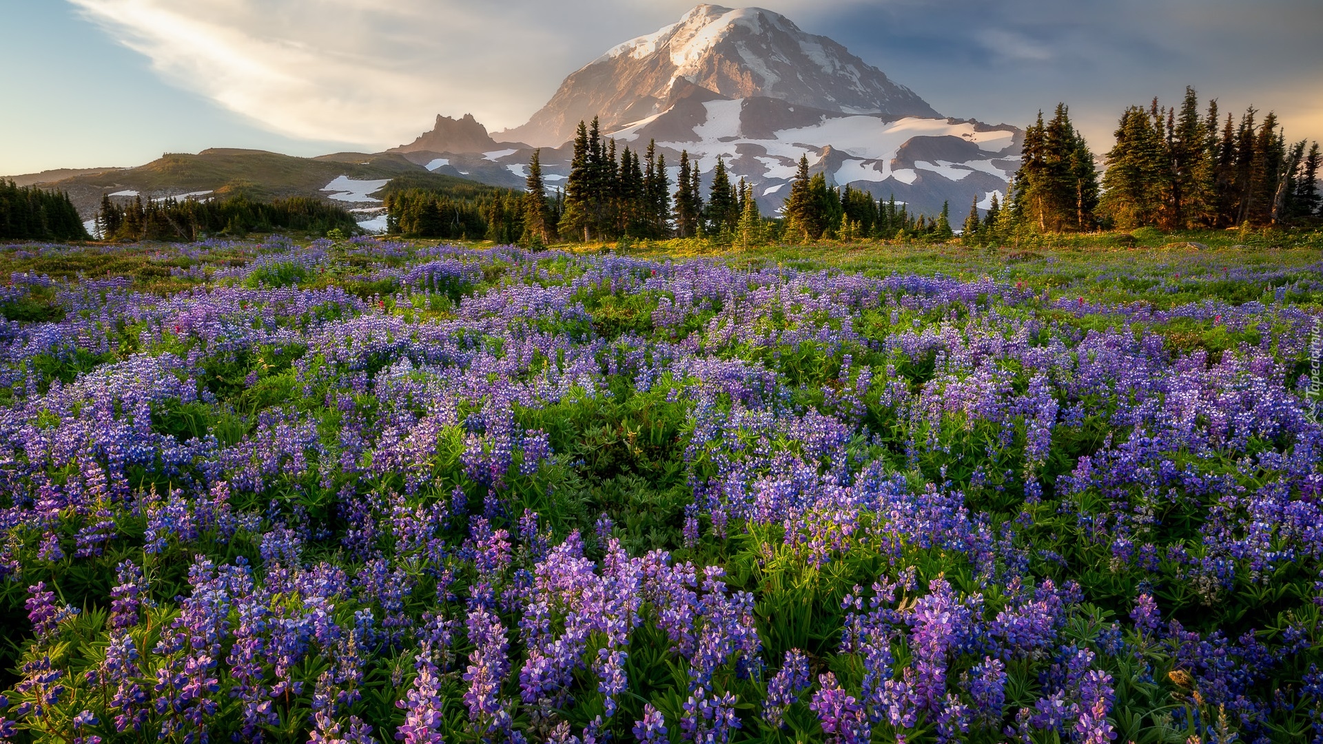 Góry, Łąka, Łubiny, Drzewa, Stratowulkan, Mount Rainier, Park Narodowy Mount Rainier, Stan Waszyngton, Stany Zjednoczone