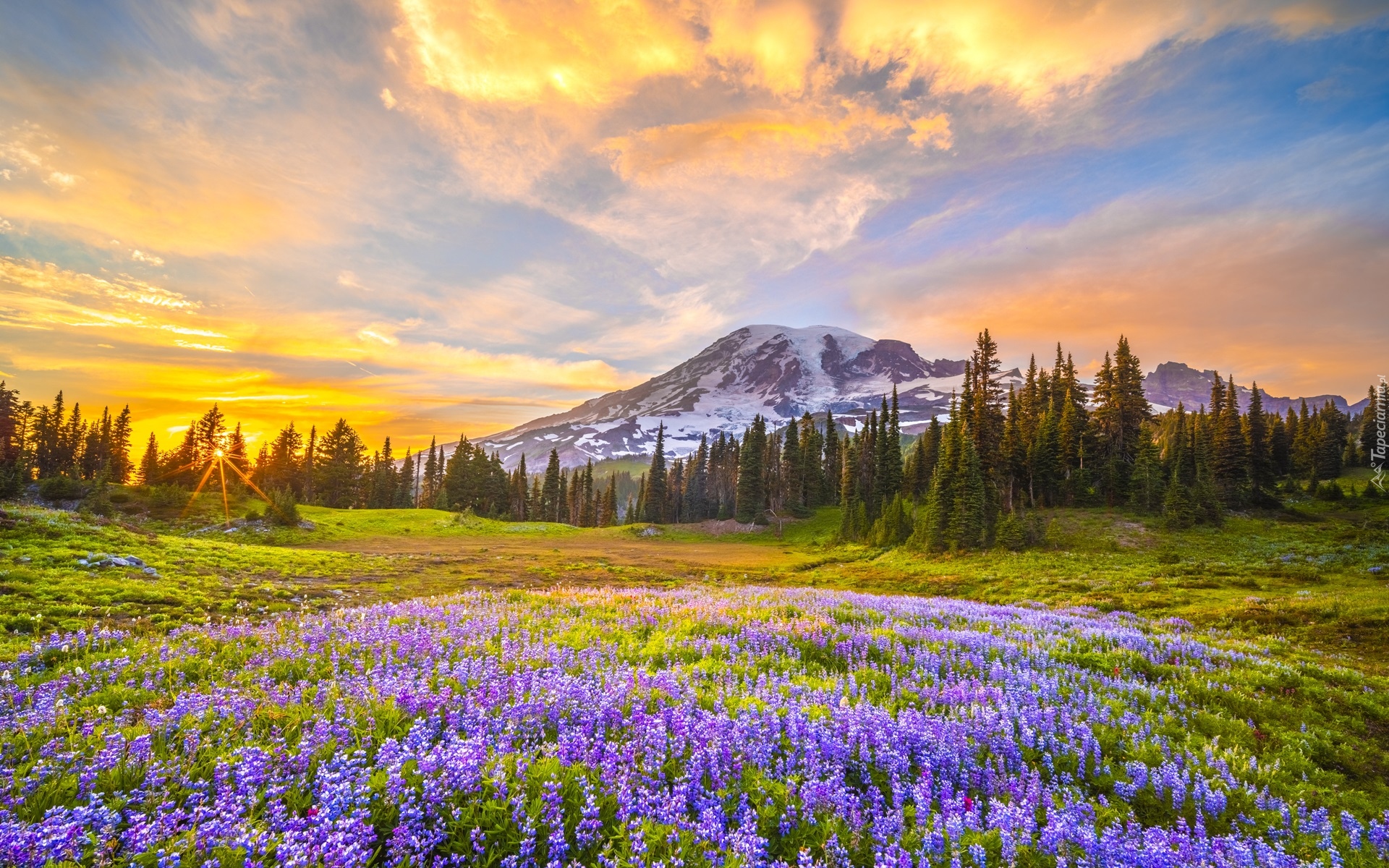 Stany Zjednoczone, Waszyngton, Park Narodowy Mount Rainier, Stratowulkan, Mount Rainier, Góry, Łąka, Łubin