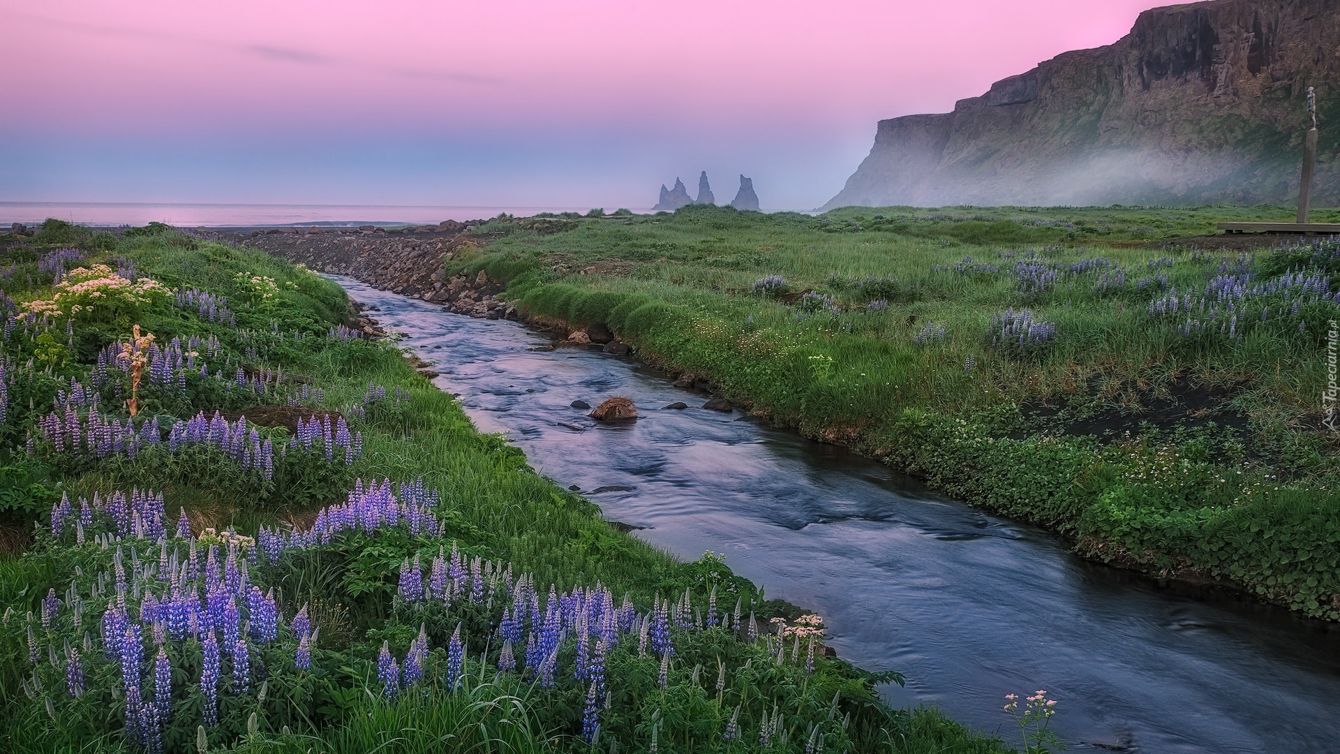 Poranek, Góry, Morze, Rzeka, Mgła, Łąka, Kwiaty, Łubin, Vik i Myrdal, Islandia