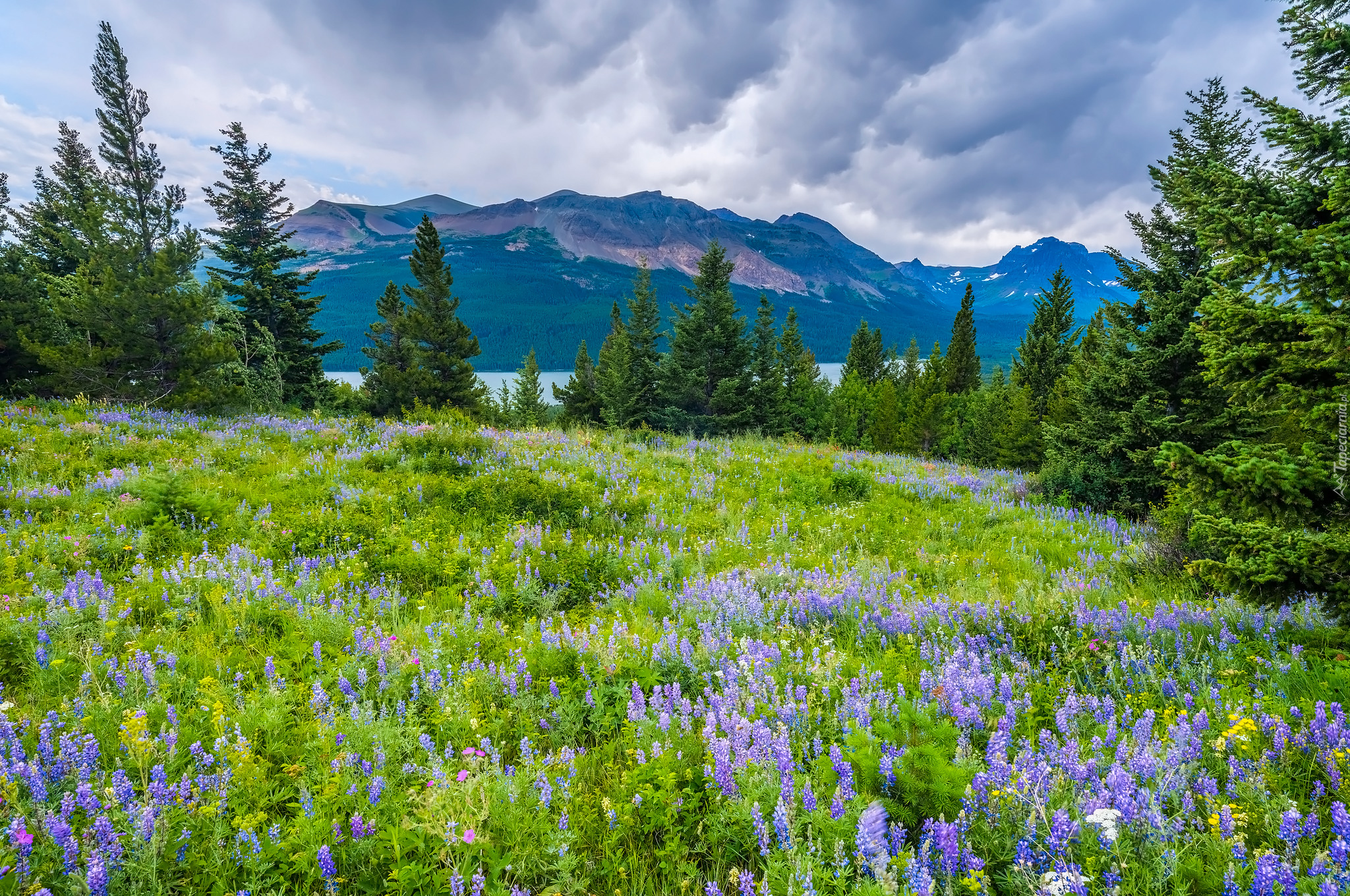 Park Narodowy Glacier, Montana, Stany Zjednoczone, Kwiaty, Łubin, Drzewa, Góry, Łąka