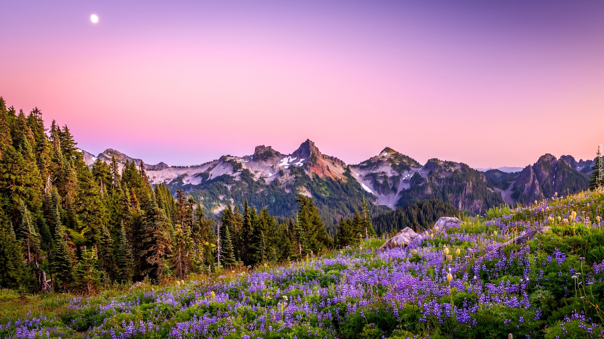 Park Narodowy Mount Rainier, Góry, Księżyc, Drzewa, Łąka, Kwiaty, Łubin, Stan Waszyngton, Stany Zjednoczone