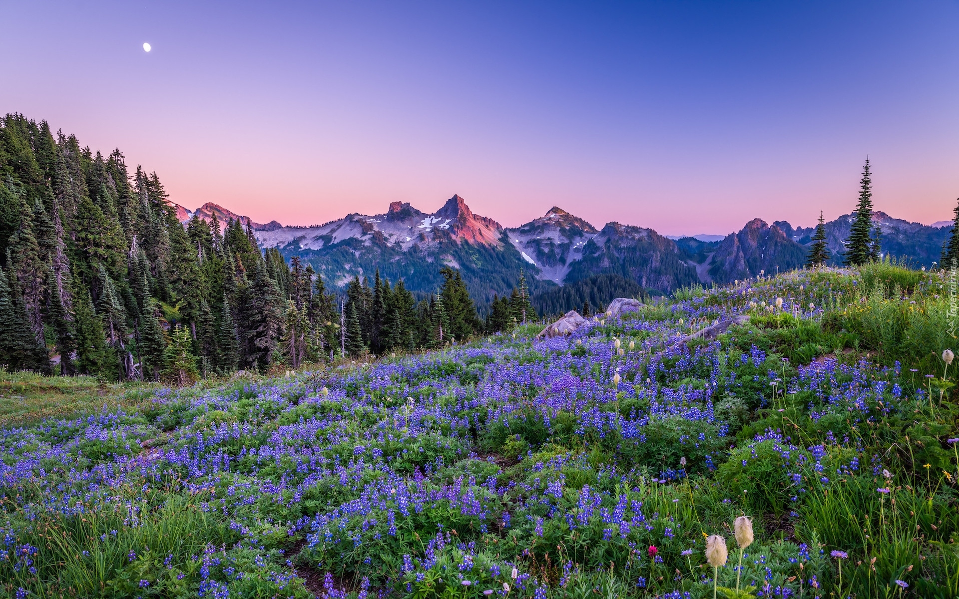 Park Narodowy Mount Rainier, Góry, Księżyc, Drzewa, Łąka, Łubiny, Kwiaty, Stan Waszyngton, Stany Zjednoczone