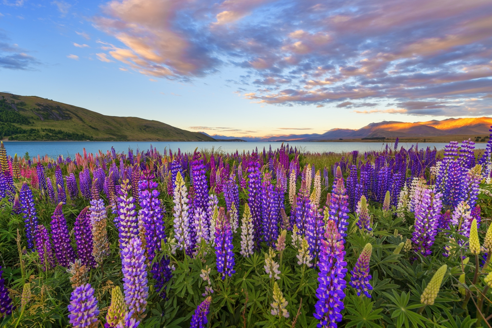 Jezioro Tekapo, Polana, Kwiaty, Łubin, Góry, Chmury, Nowa Zelandia